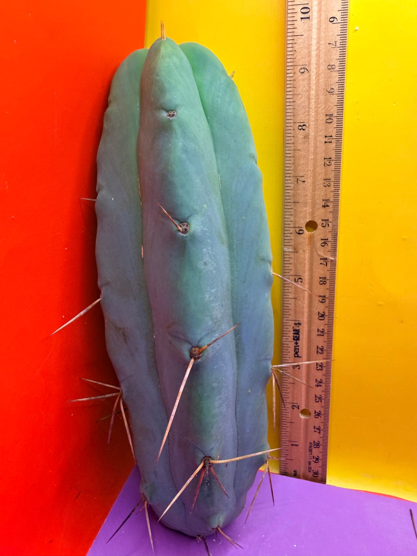 Bald BRIDGESII “LMA” La Mirada Angelo