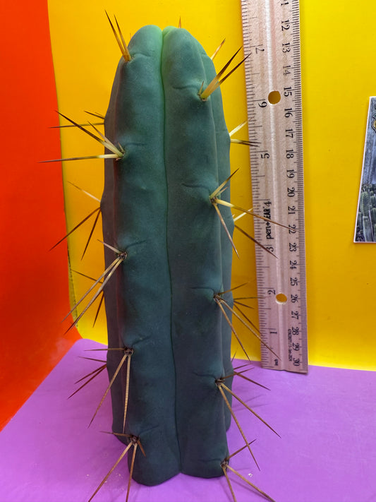 Essendon x Sina 🌶️🌶️ cactus