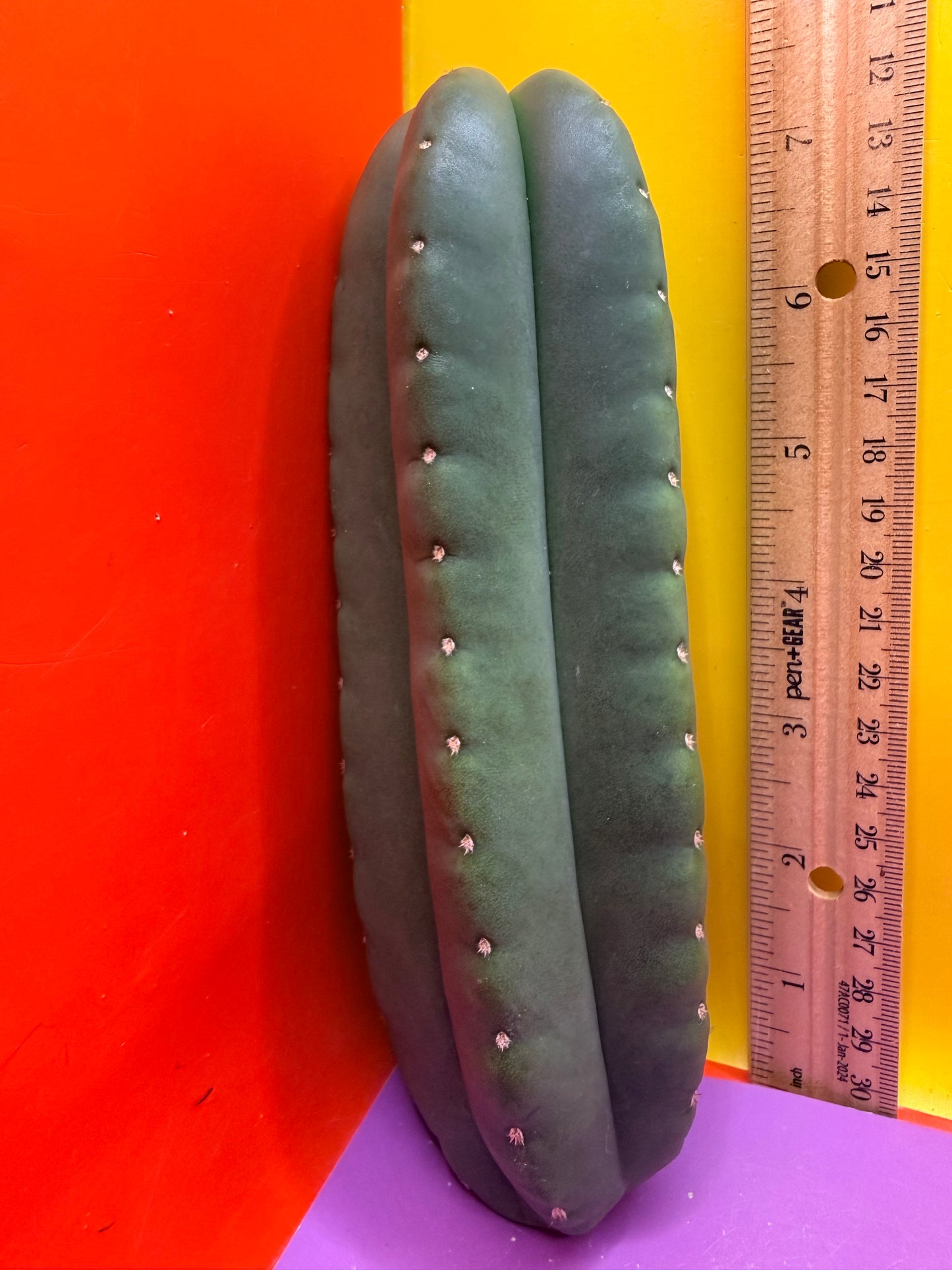 JUICE BOX 🧃! Trichocereus  Scopulicola