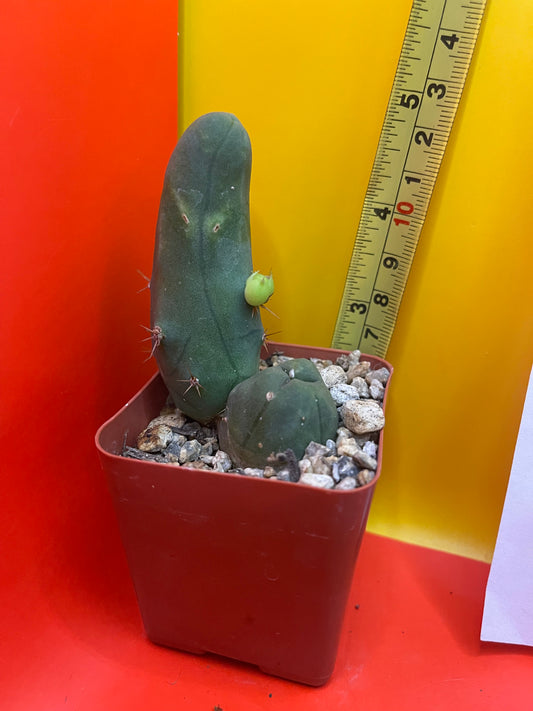 TBM CACTUS