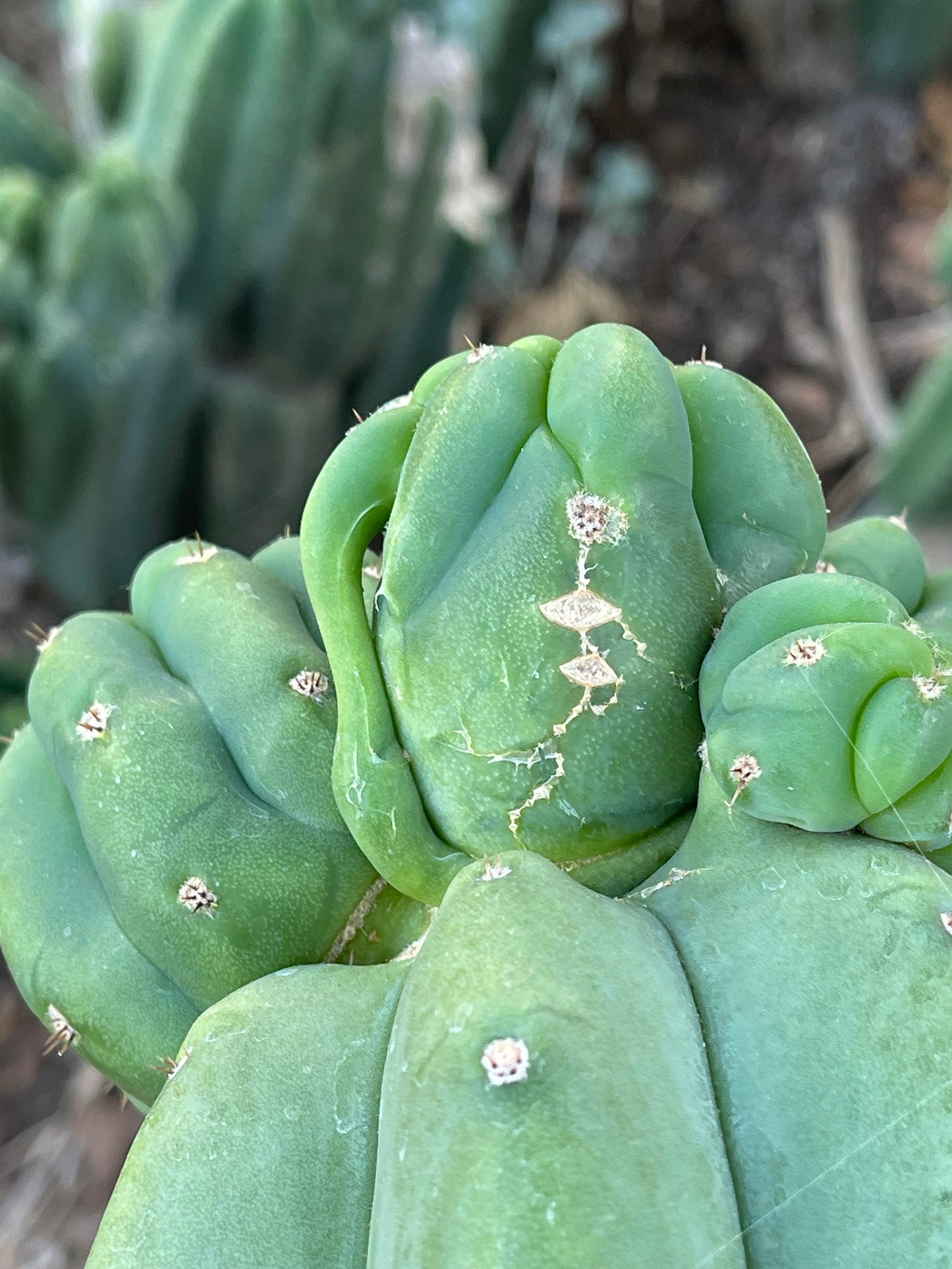 Freak Cahuilla !!! Trichocereus