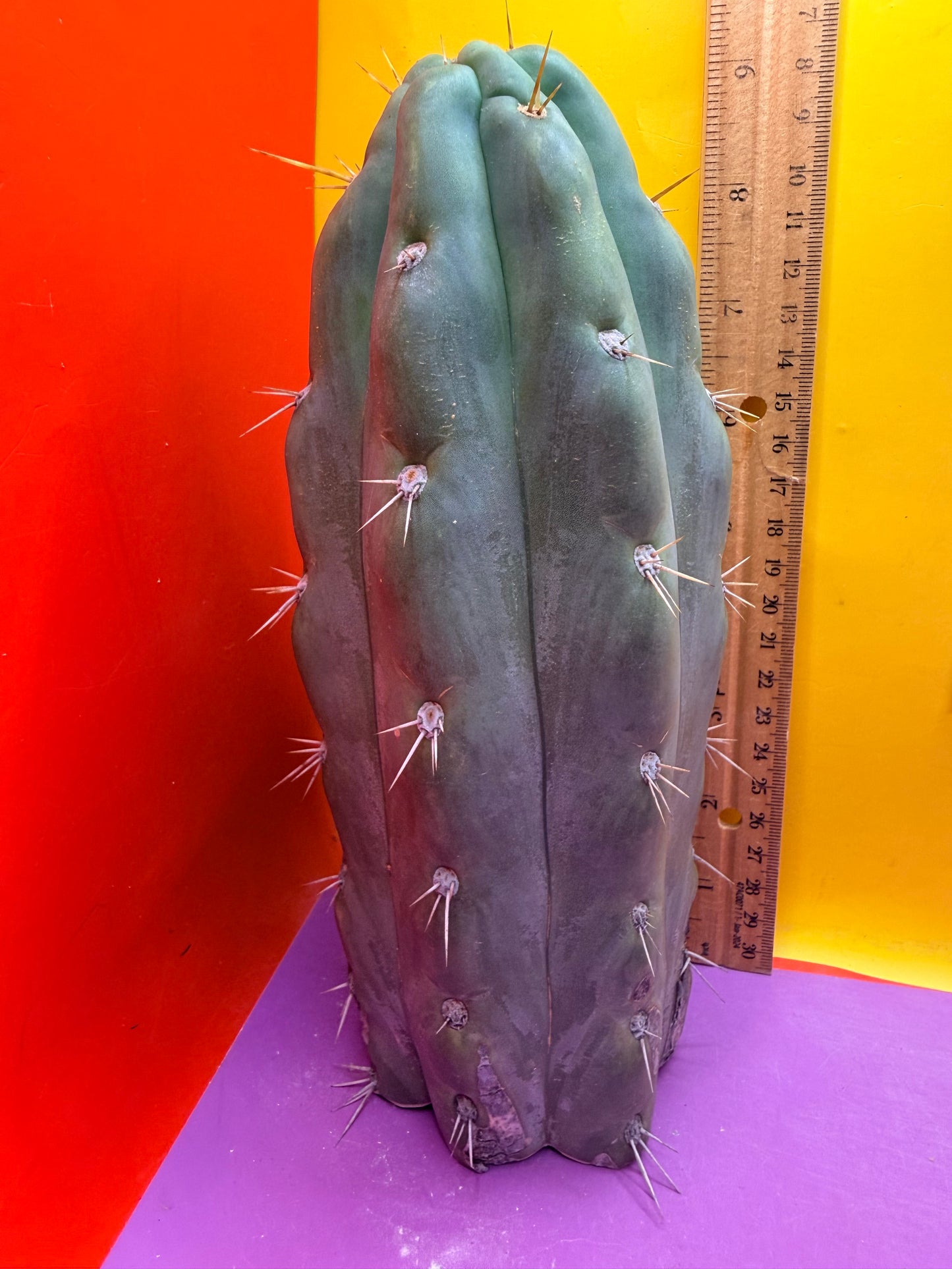 SS03 !!! TRICHOCEREUS
