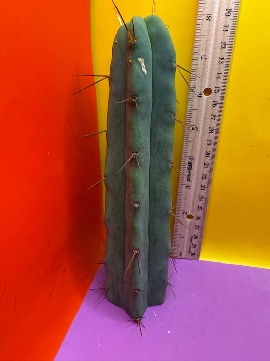 BRIDGESII “LMA” La Mirada Angelo