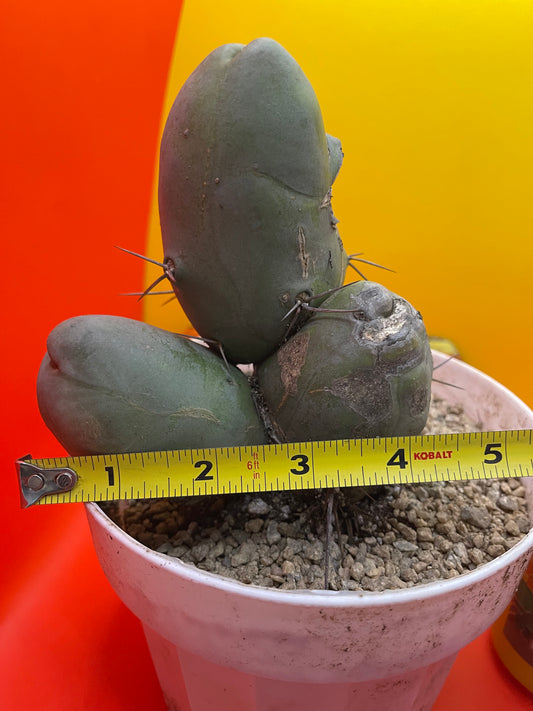 Tbm CACTUS!!! Bare root