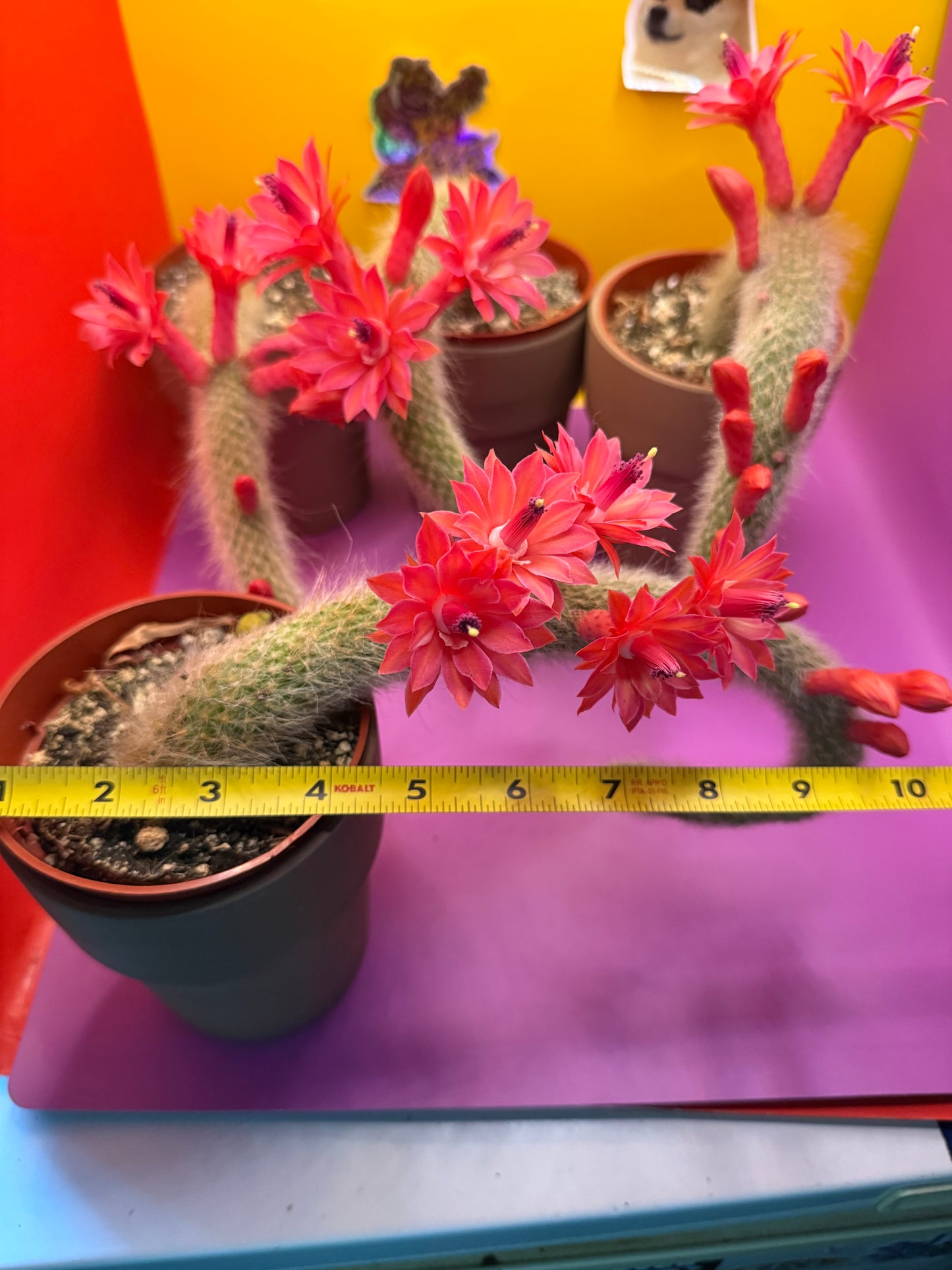 Monkey tail cactus !!