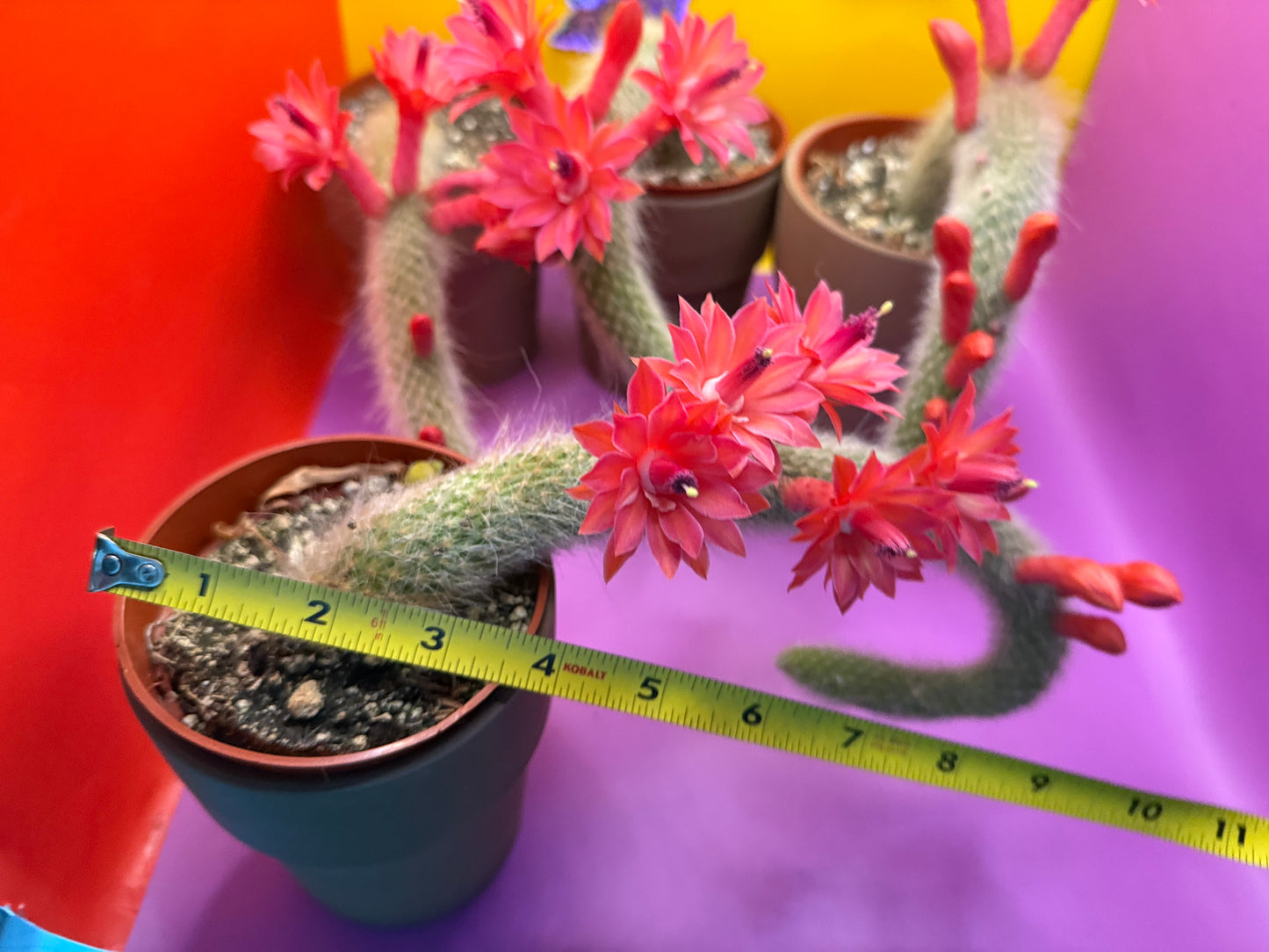 Monkey tail cactus !!