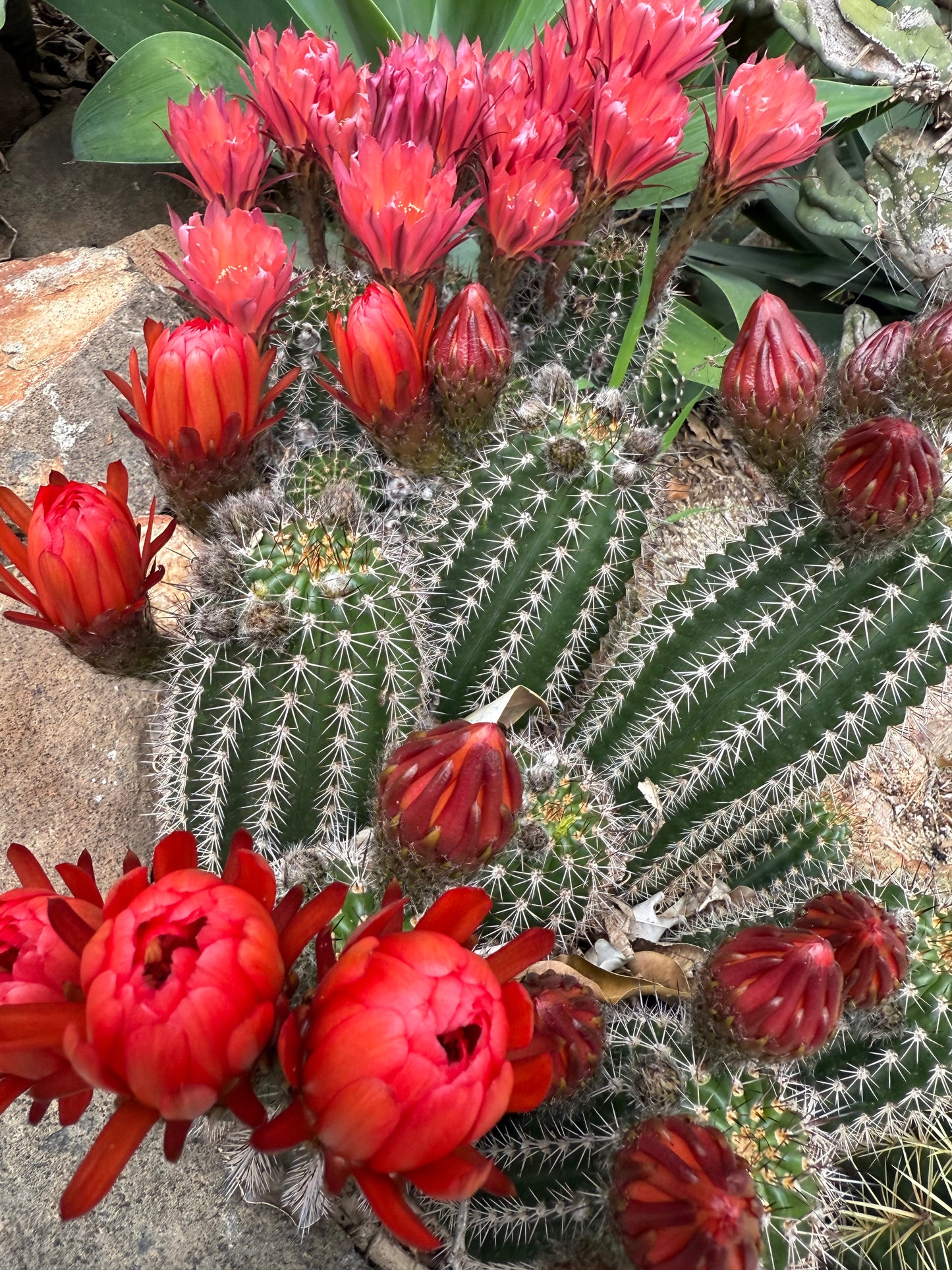 Red Lobivia purpureominiata seeds .
