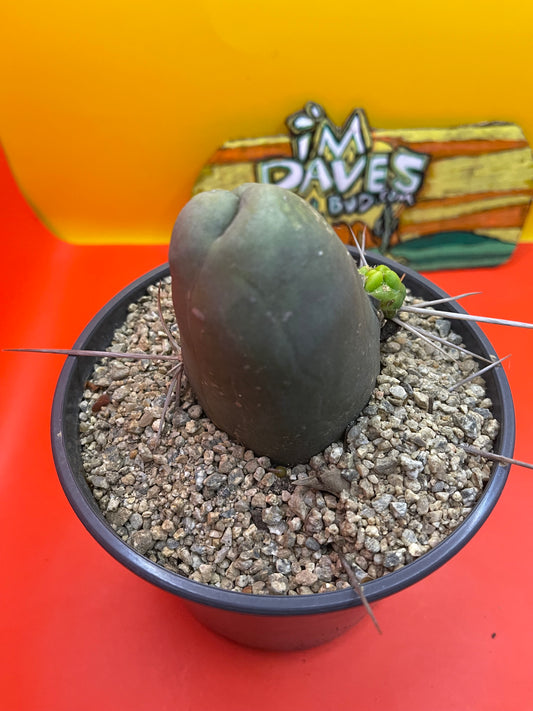 TBM , type B - comes in pot !