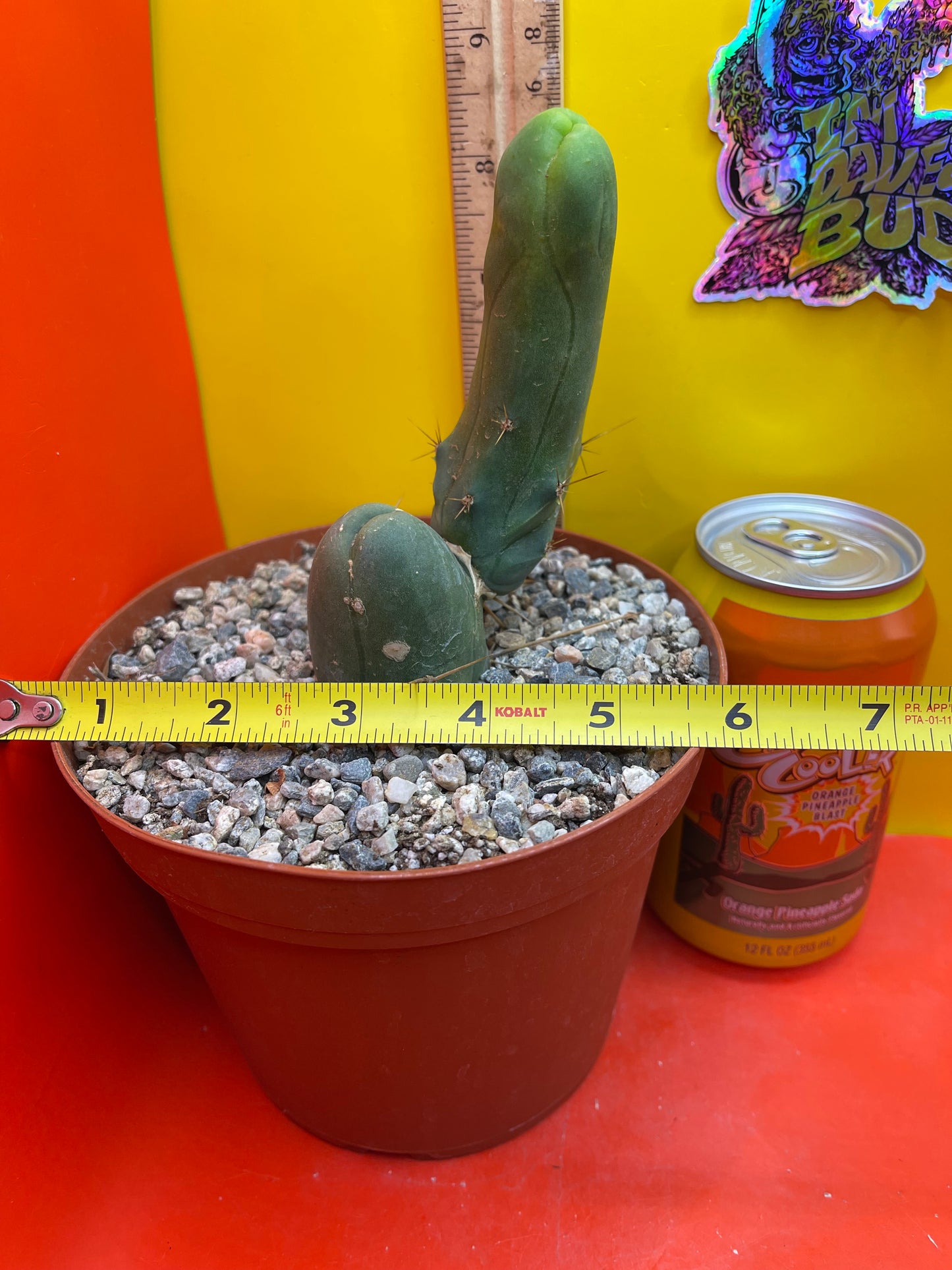 TBM exact cactus ships in 6” pot