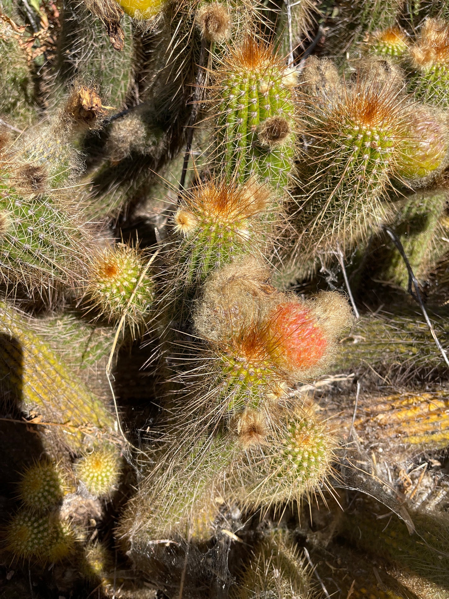 Trichocereus Huasha - 100 fresh seeds harvested July 1st