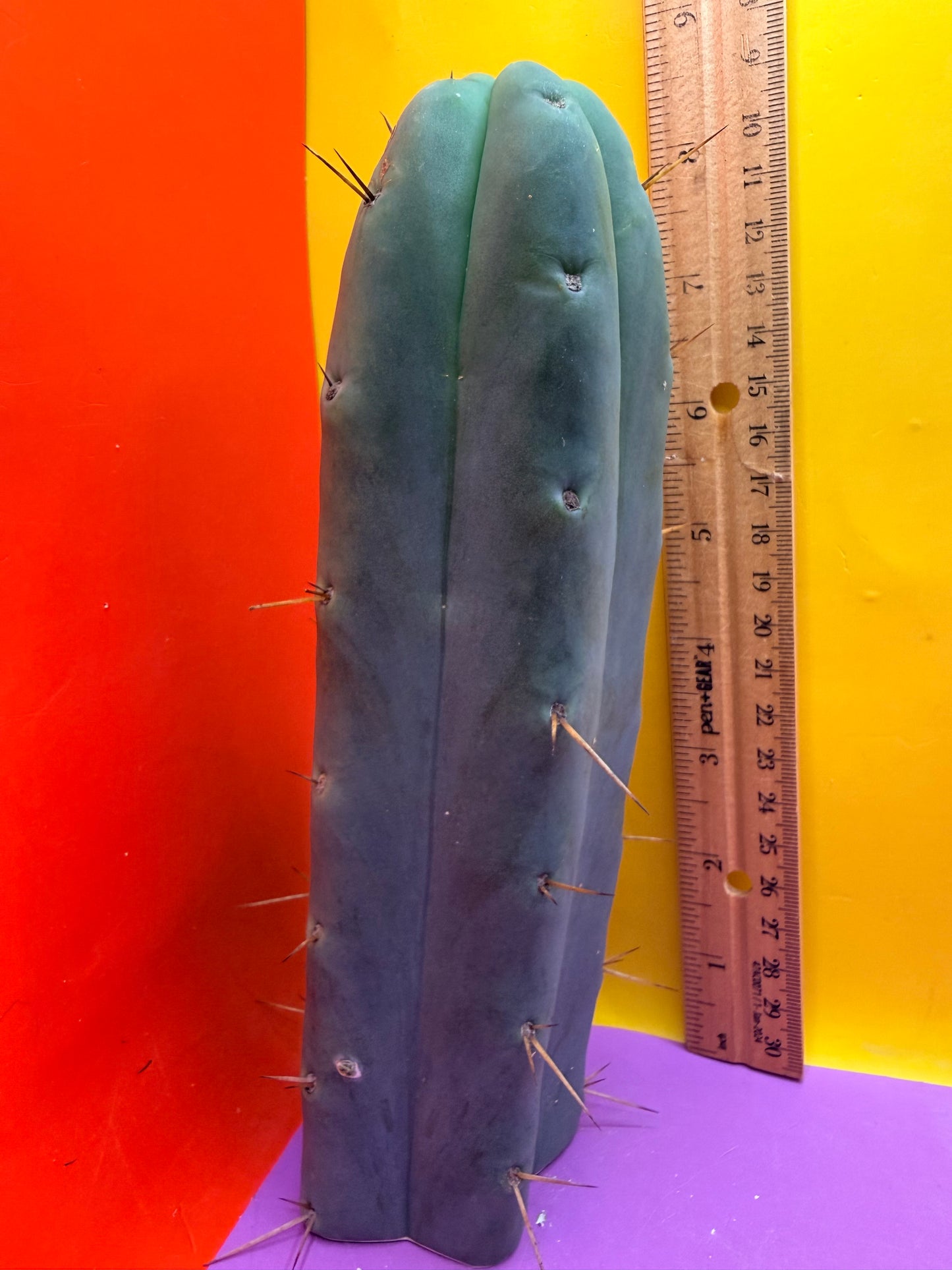 “TEX the ZONI” - “Texas”