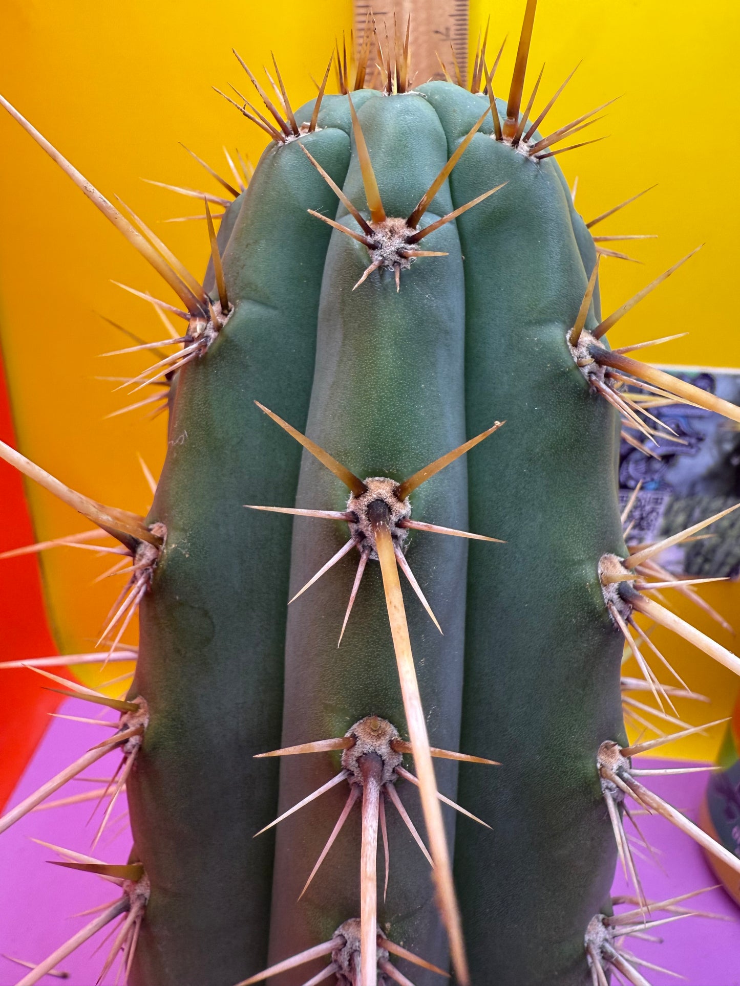 Trichocereus Puquiensis - cv “Linda”