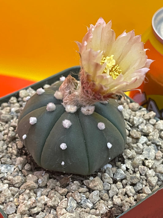 Flowering Astrophytum!