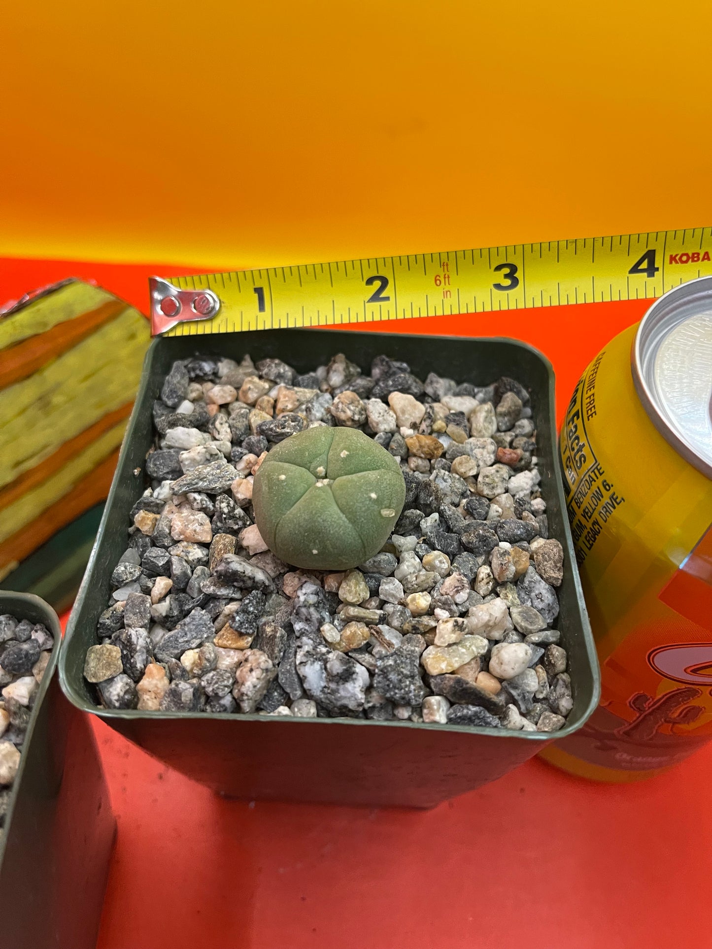 2 cactus in pots