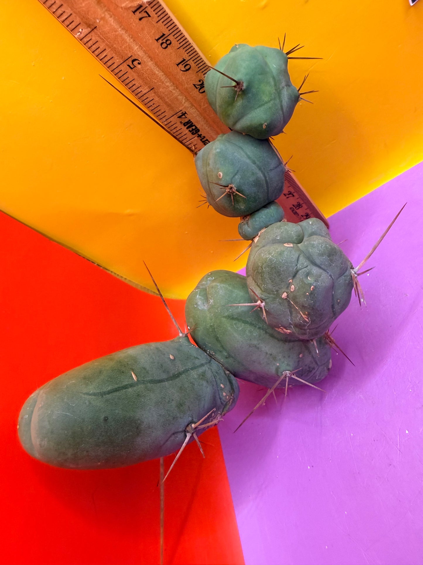 TBM !!!! 5 segment branching !