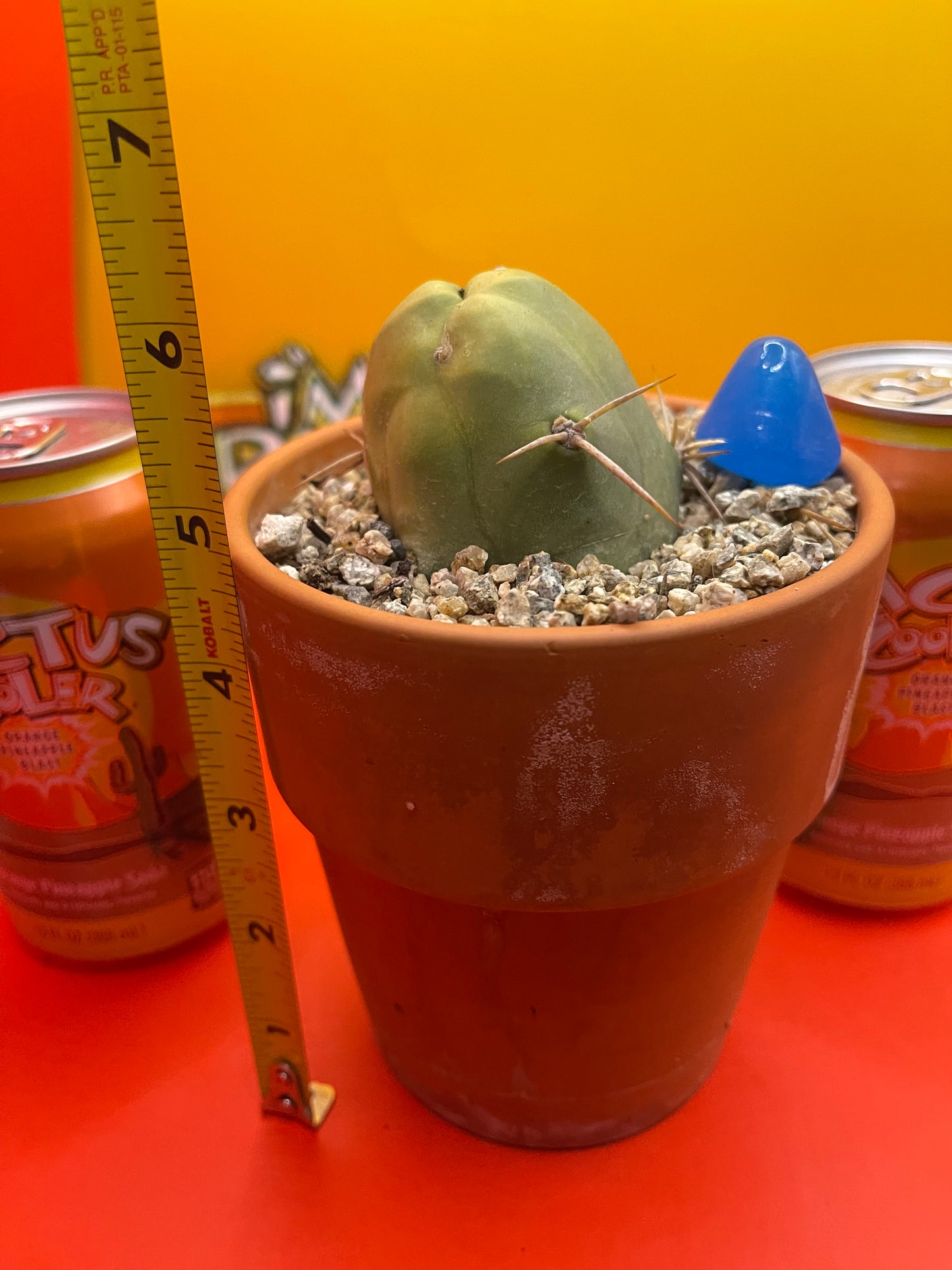 Short form PENISCACTUS !