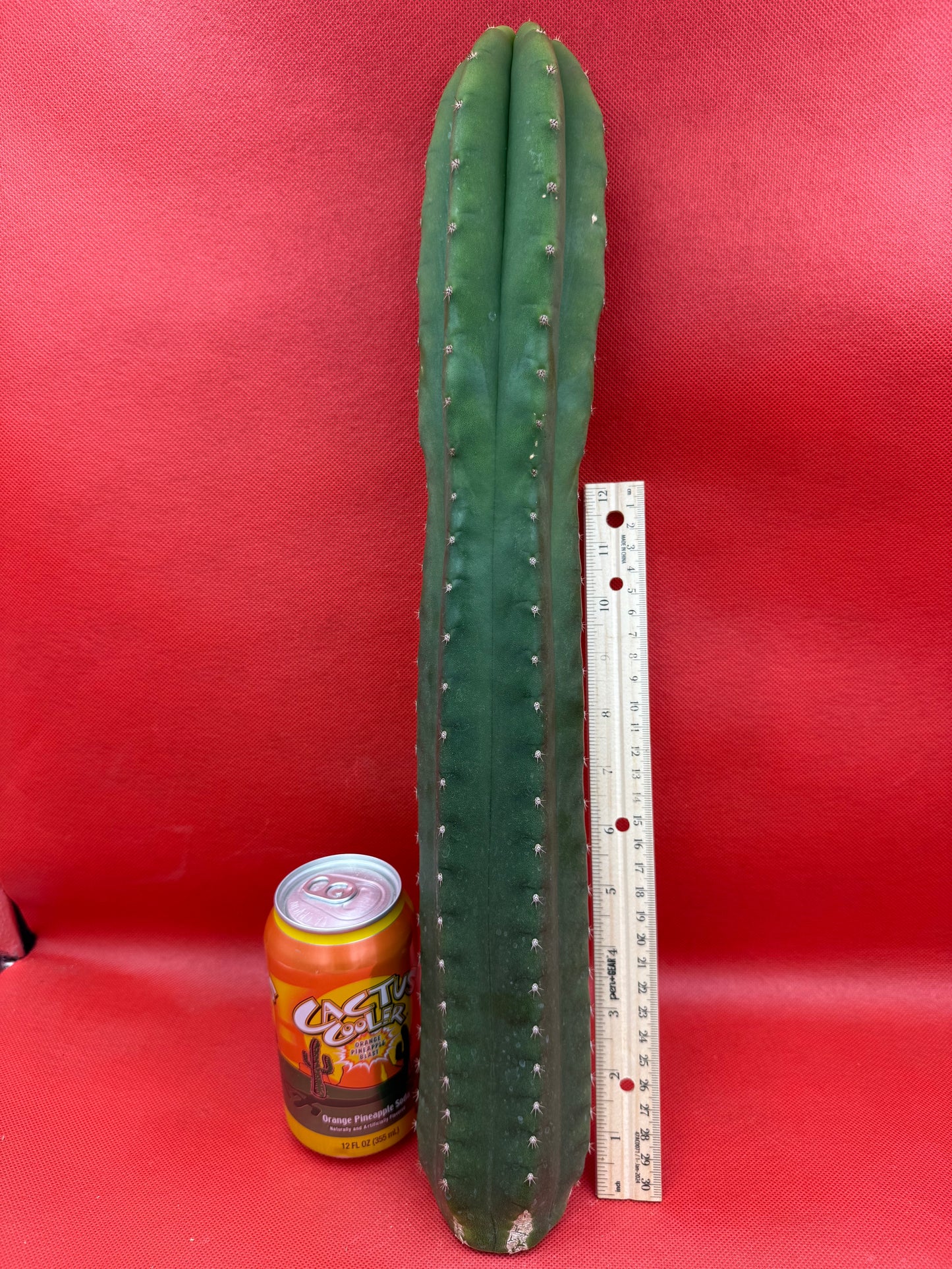 “CAHUILLA” 18 inches+ !!!!
