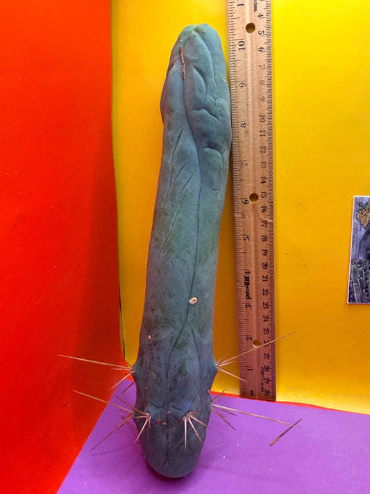 Long form TBM cactus cutting type A