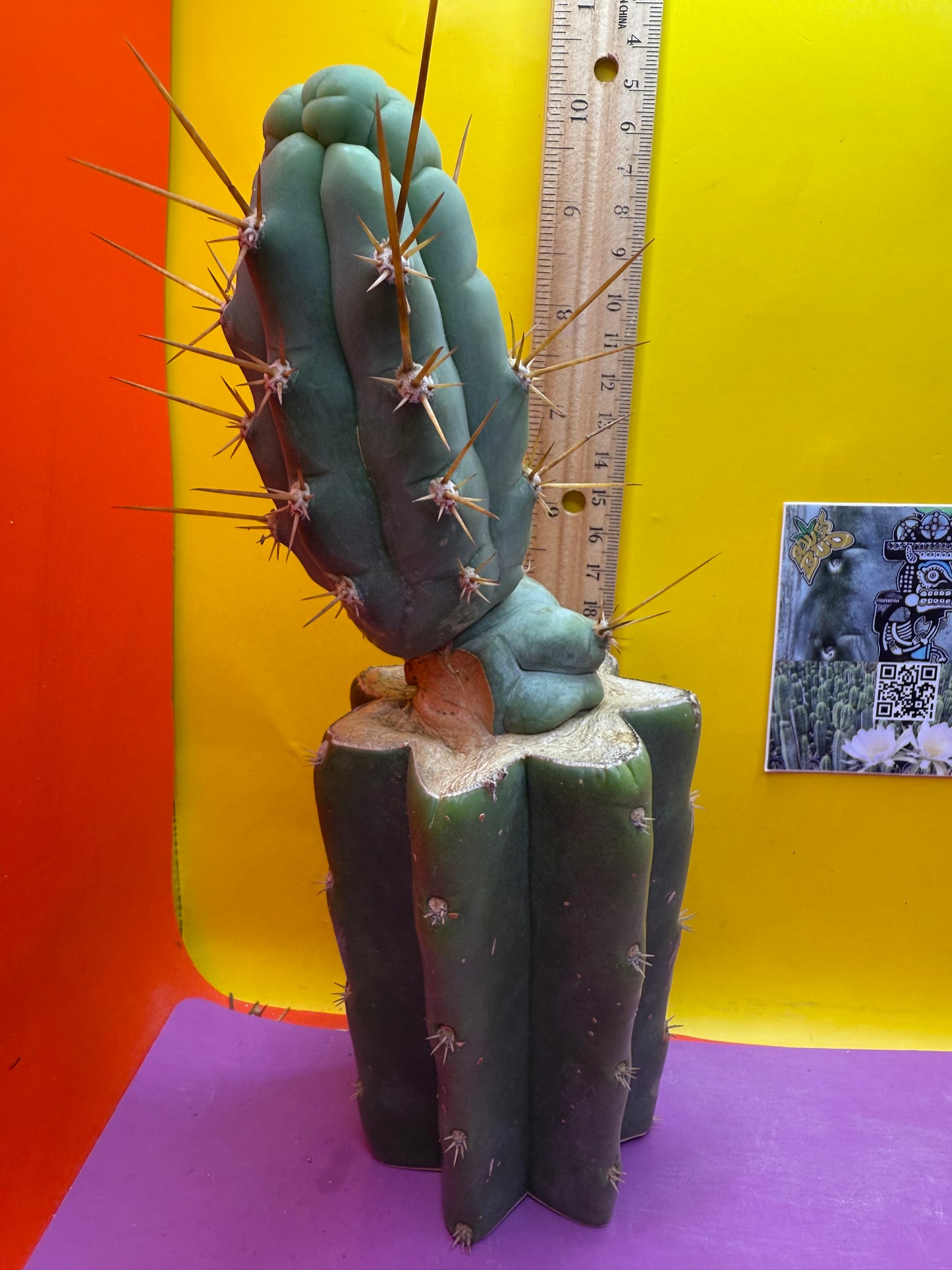 Bruce’s dragon graft