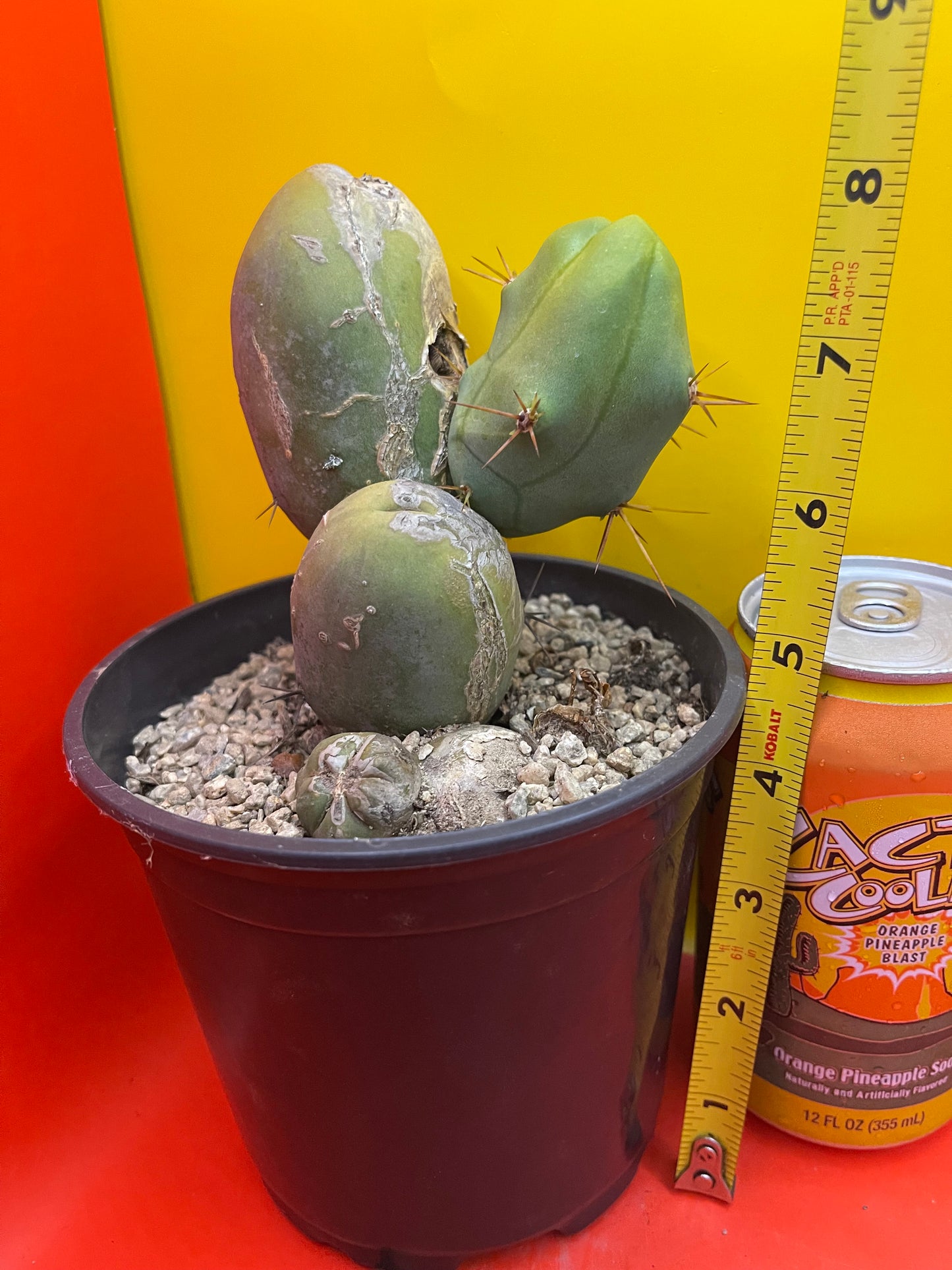 Tbm Cactus type B