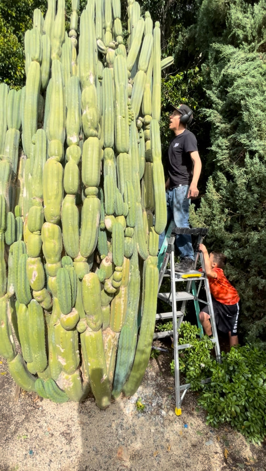 Over 4” Thic Cahuilla cut with flower buds off original motherstand ! !!!