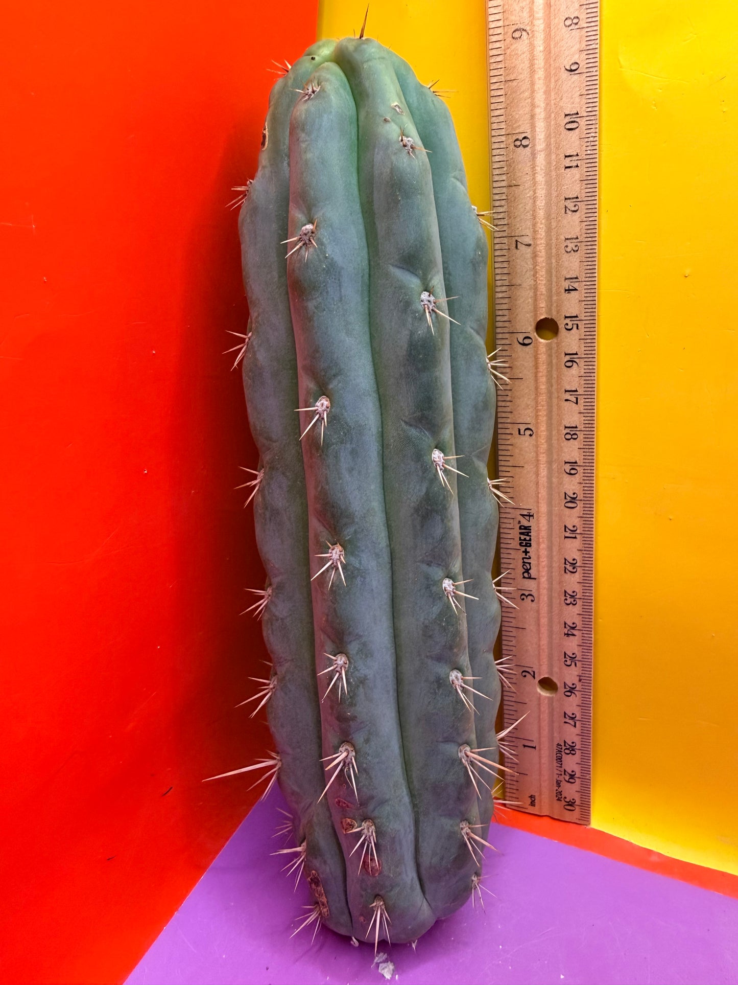 SS03 !!! TRICHOCEREUS
