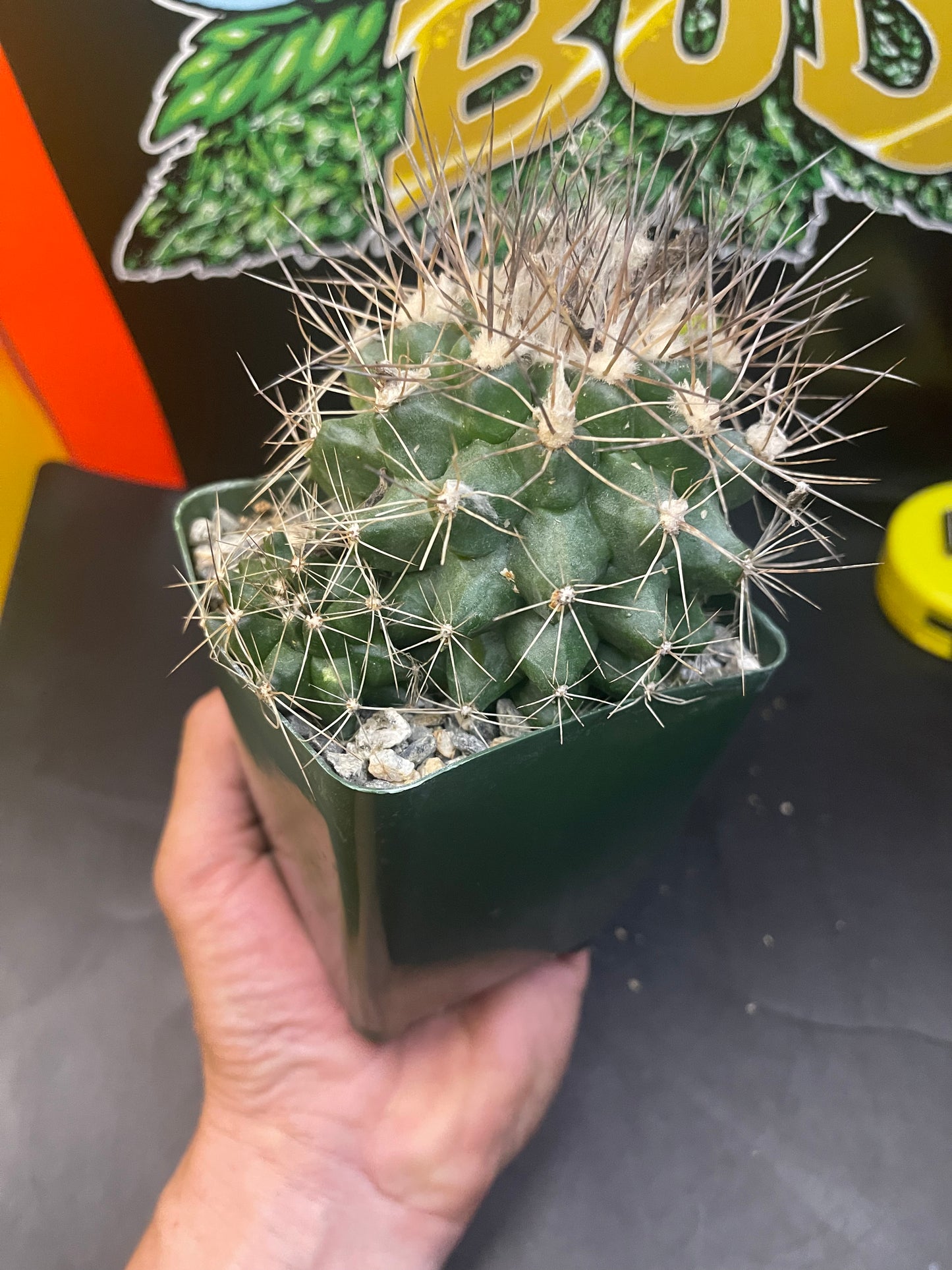 FAT copiapoa paposoensis with pup !