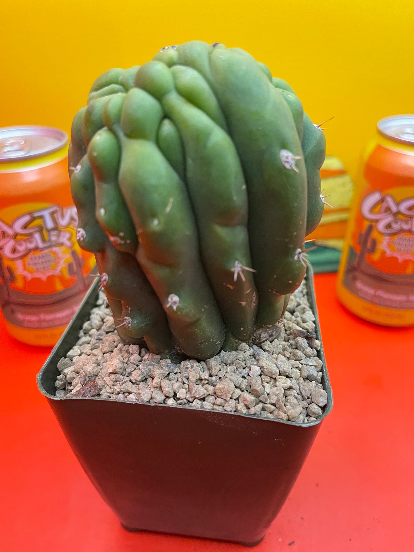 Monstrose San Pedro Cactus 🌵