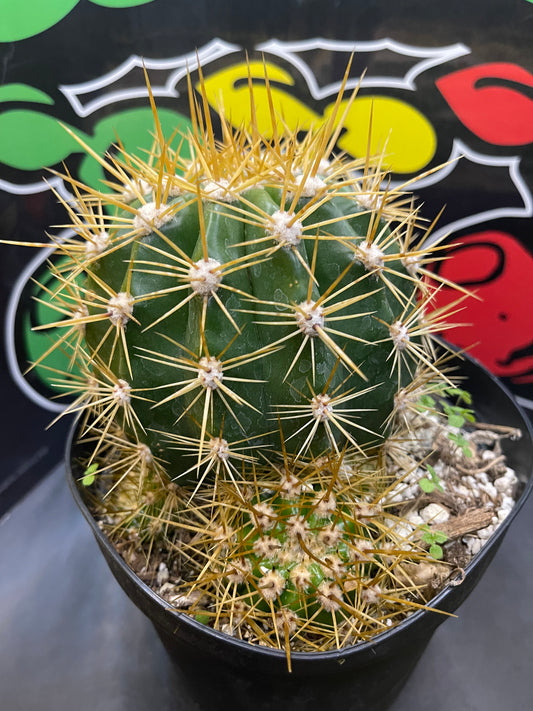 Trichocereus Terscheckii !With 5 branching pups !! Comes in a 6” wide pot