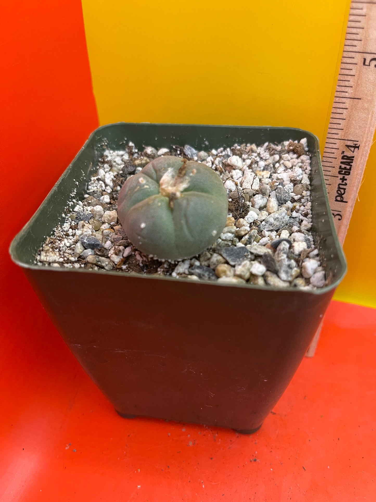 Flowering Cactus in a 4” tall pot