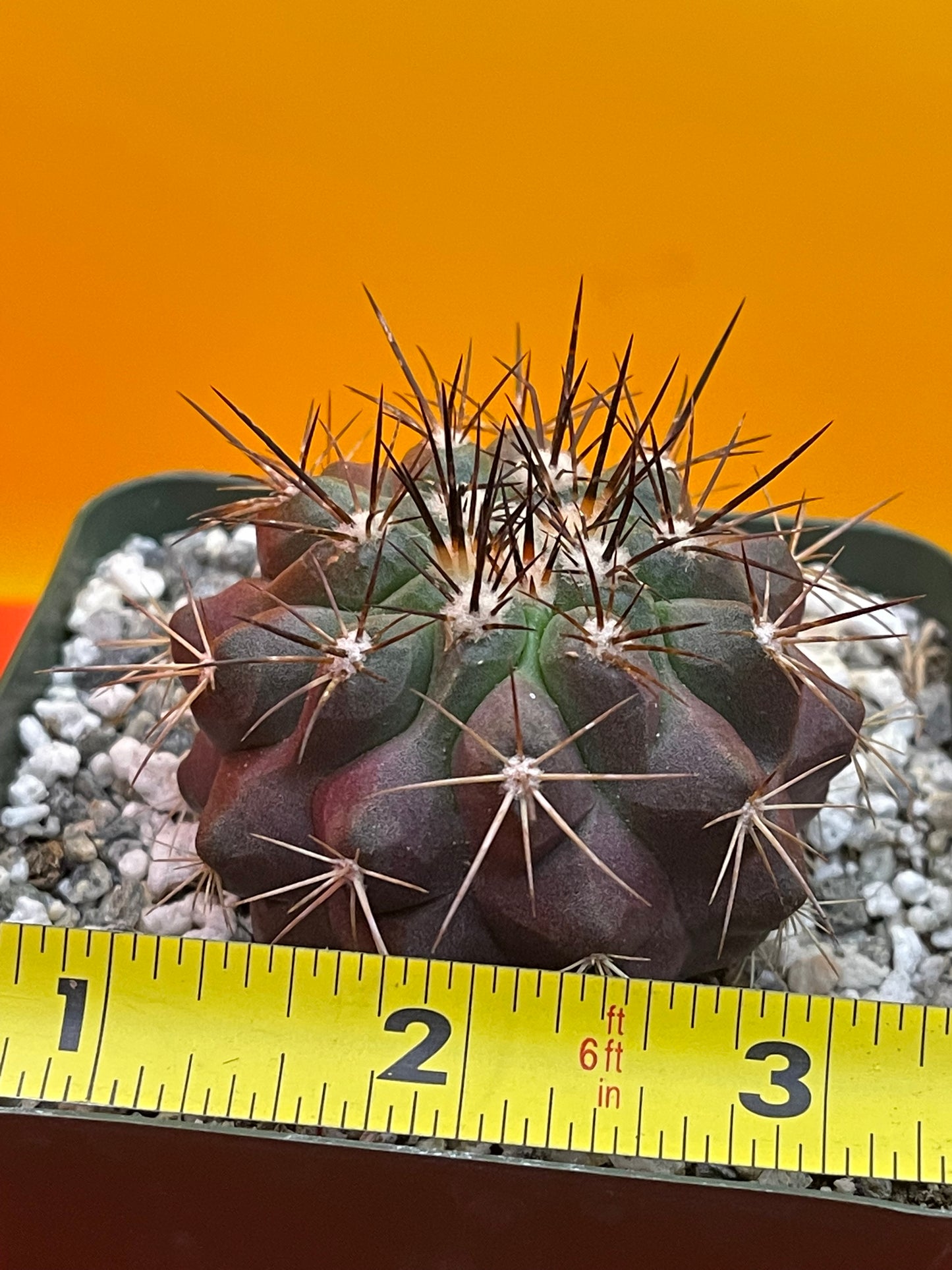 Copiapoa !!!