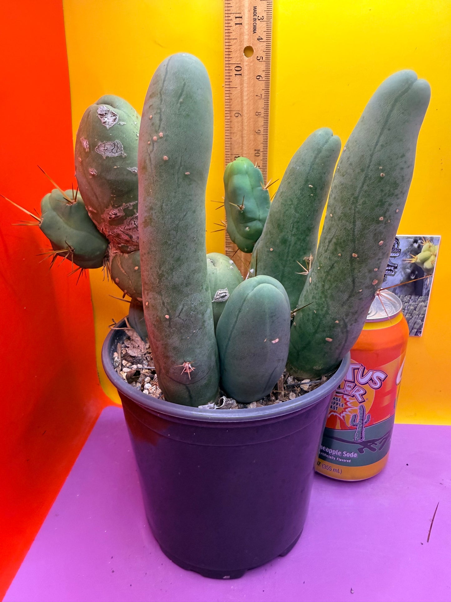 TBM CACTUS tall and branching !  shipped in pot  9 segments -