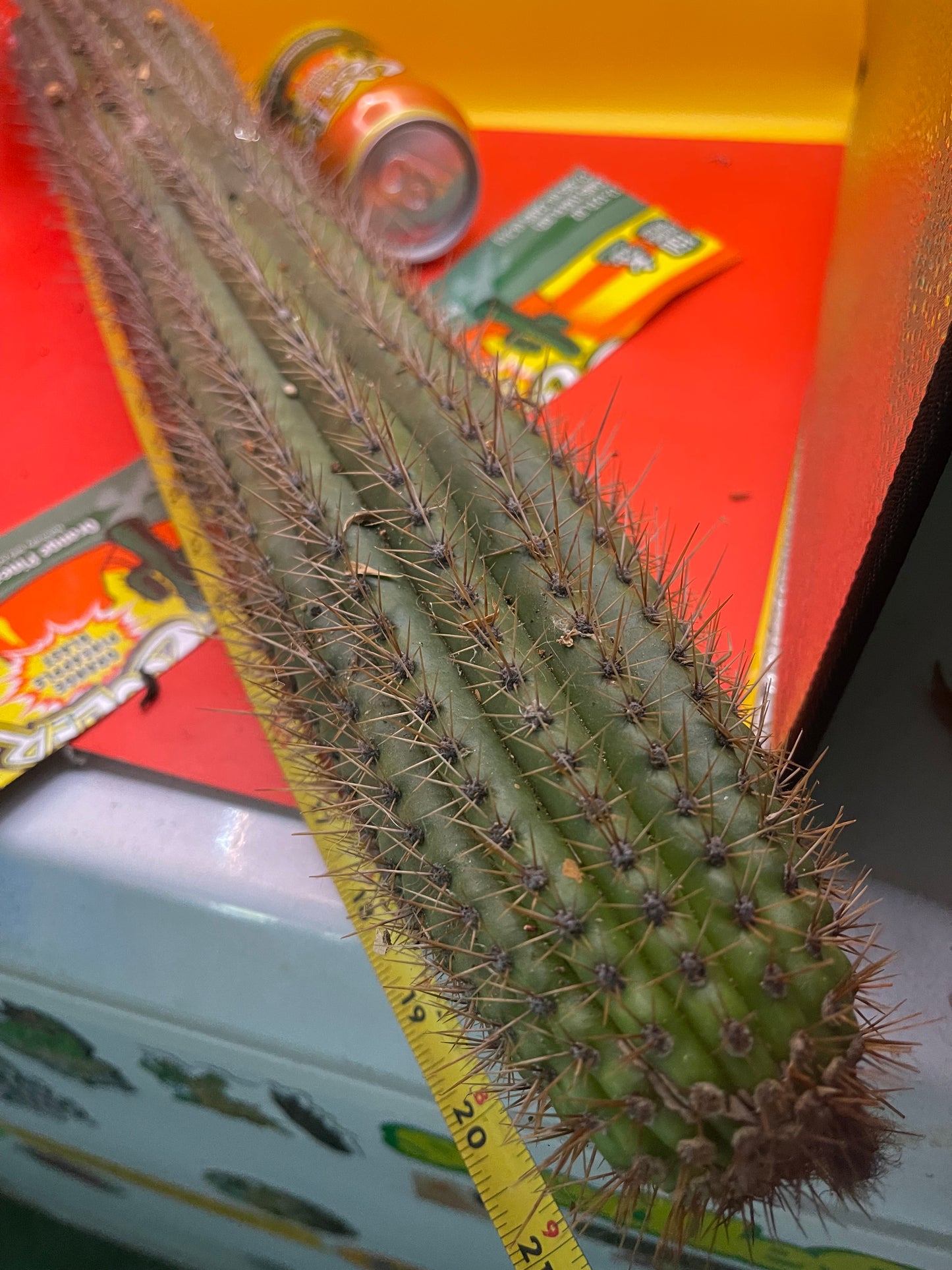 ULTIMATE GRAFT STOCK !!18”- 20”Trichocereus spachianus