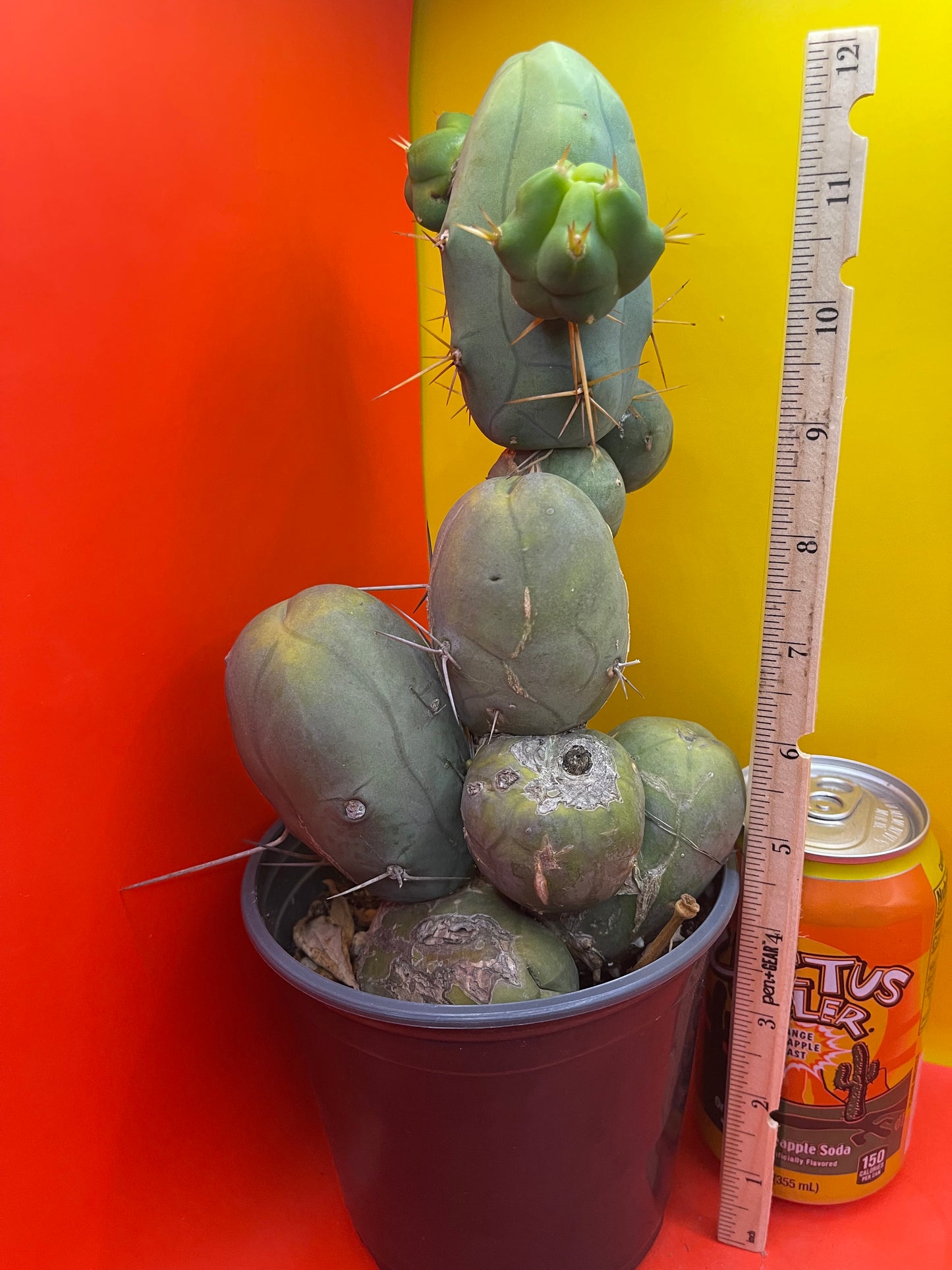 TBM !!! Potted cactus