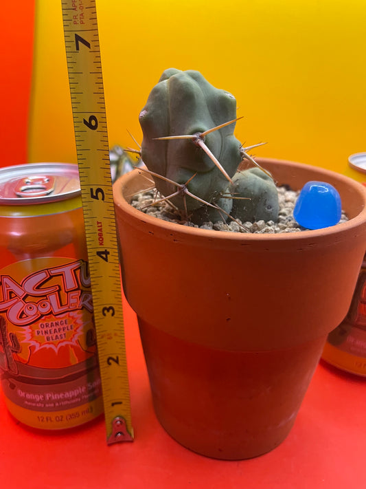 Trichocereus bridgesii Monstrose
