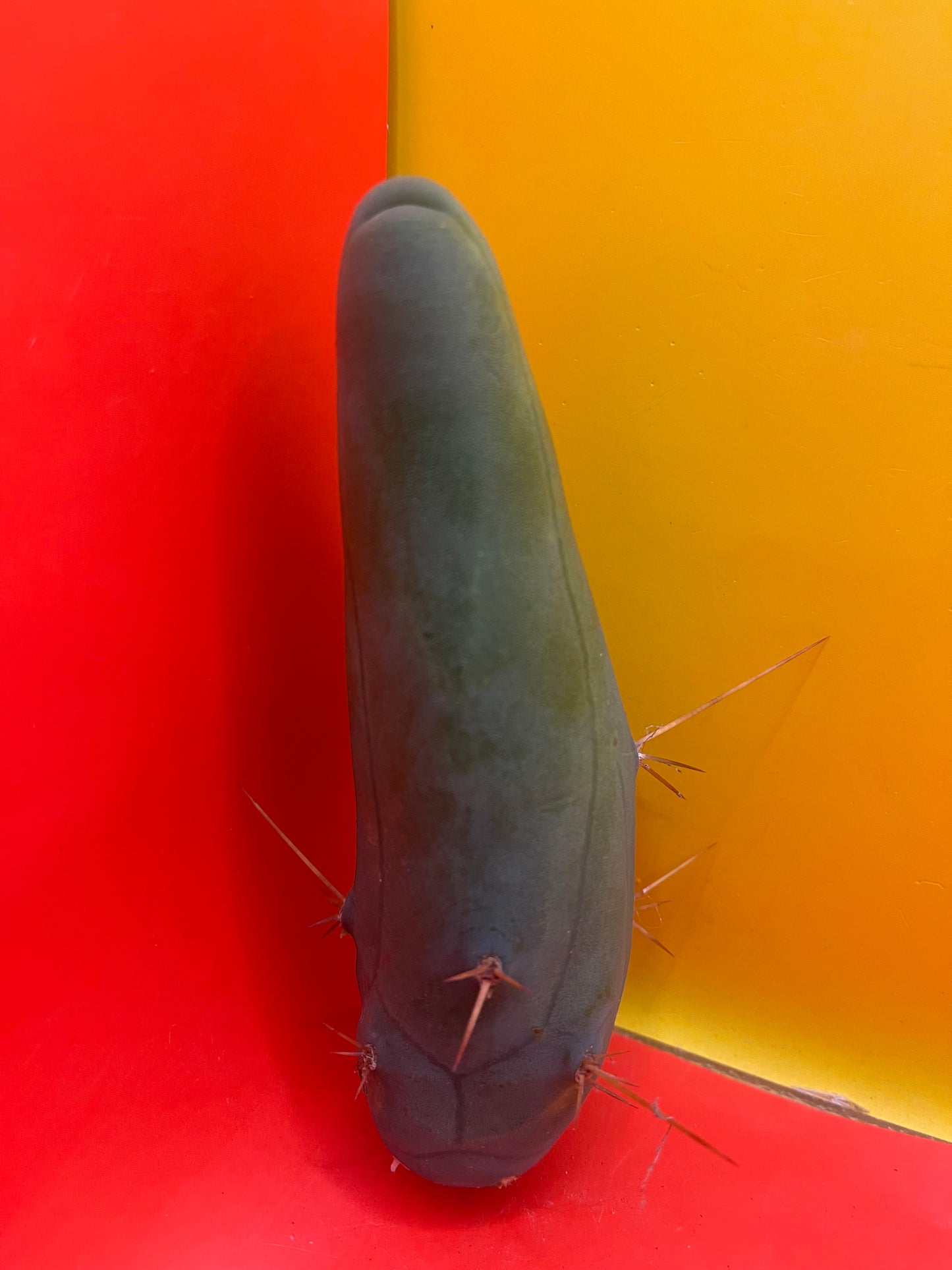 TBM-b -(Penis Cactus)