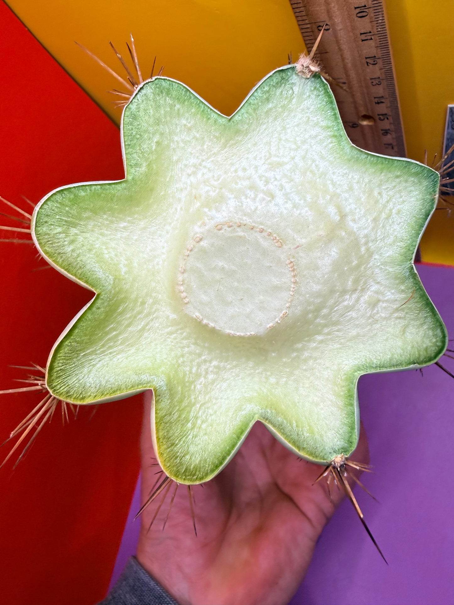 “Serra blue” San Pedro Cactus !