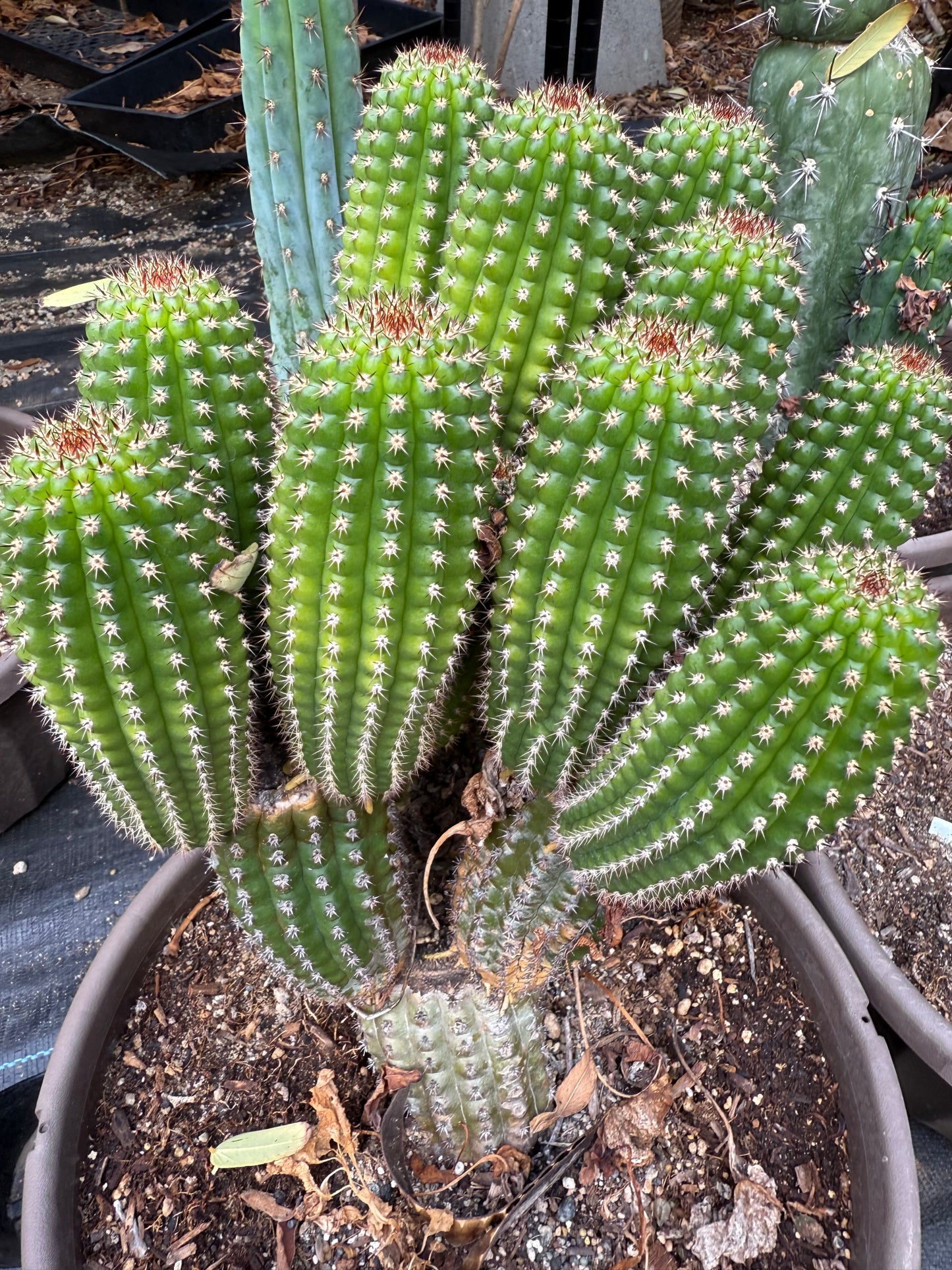 Trichocereus Brevispinulosus x Cahuilla seeds