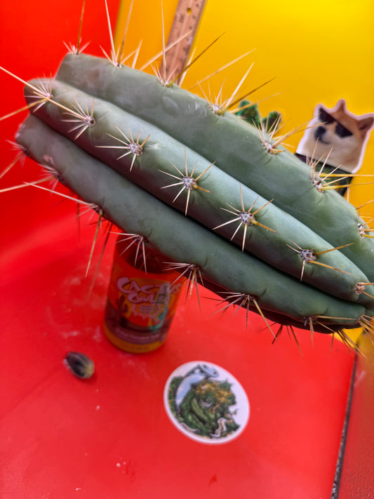 TRICHOCEREUS MACROGONUS !