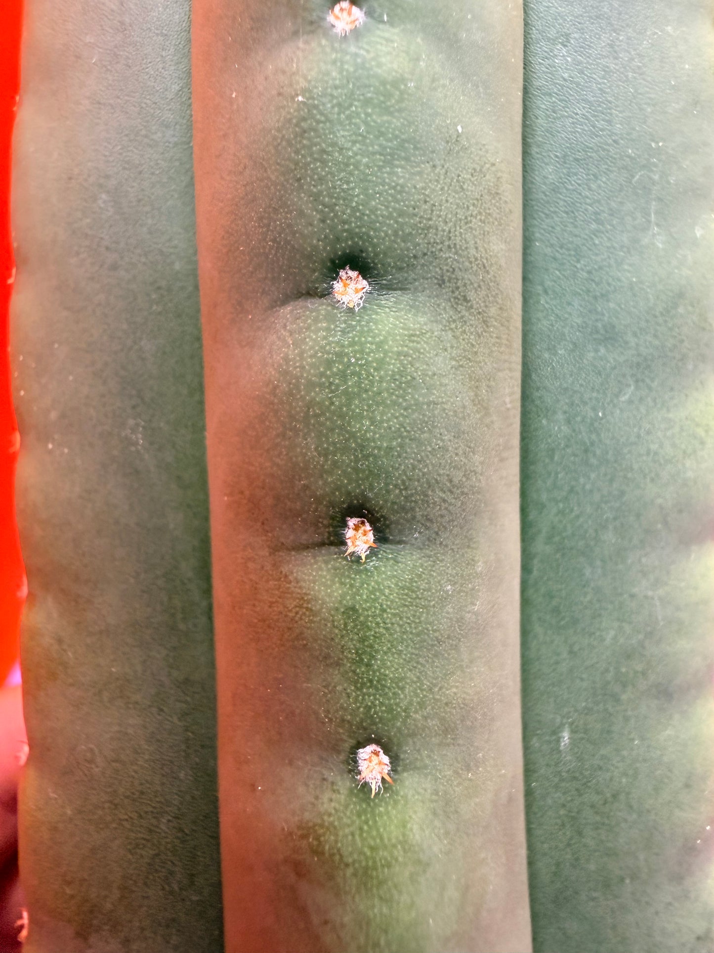 JUICE BOX 🧃! Trichocereus  Scopulicola