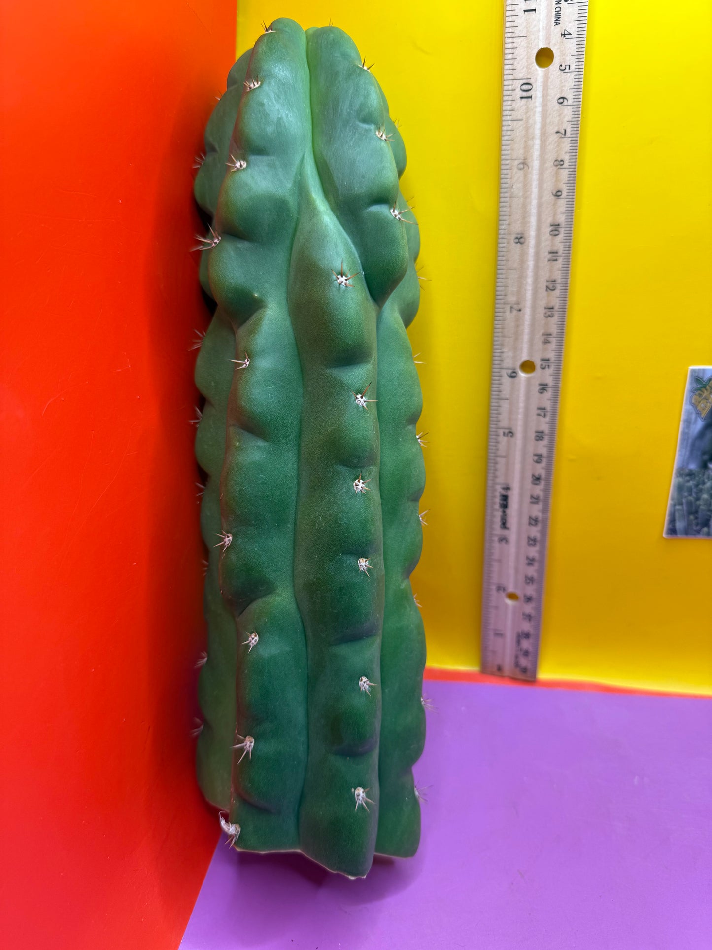 TPM ! Monstrose tricho