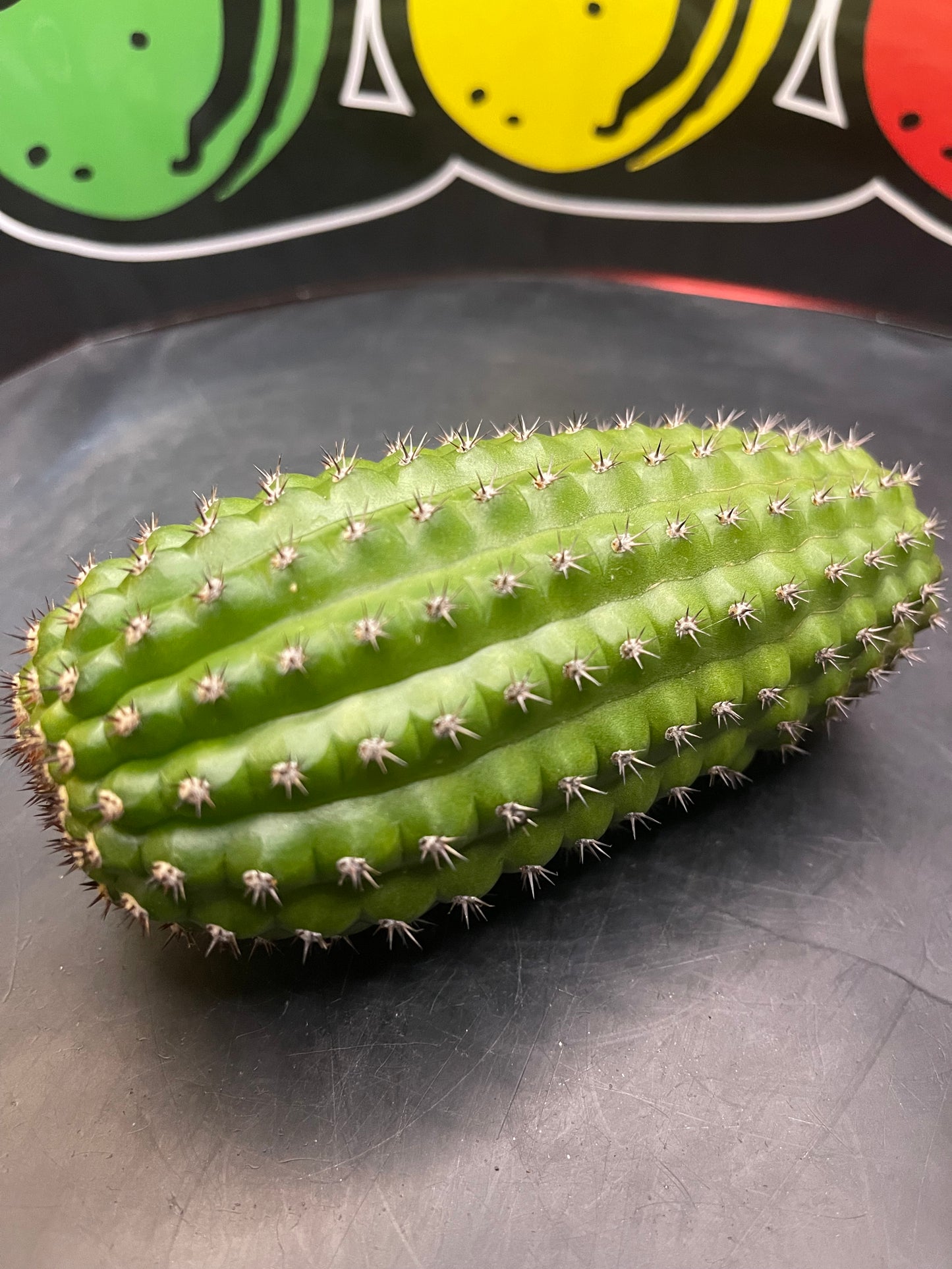 Trichocereus brevispinulosus