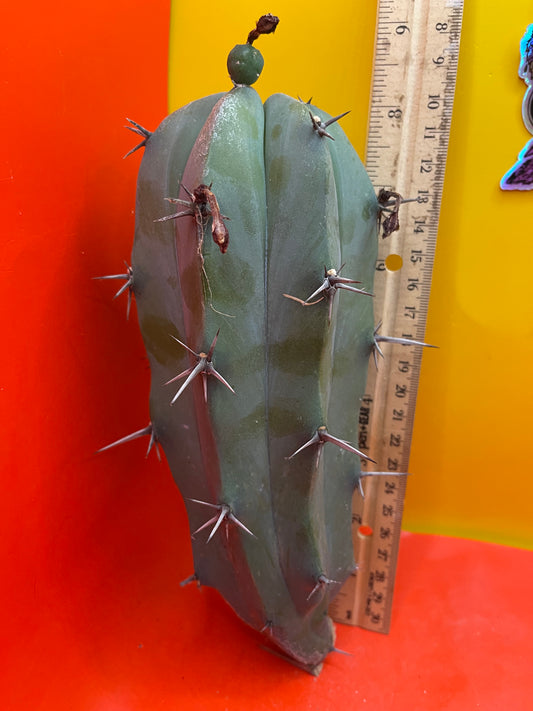 Blue Myrtillocactus