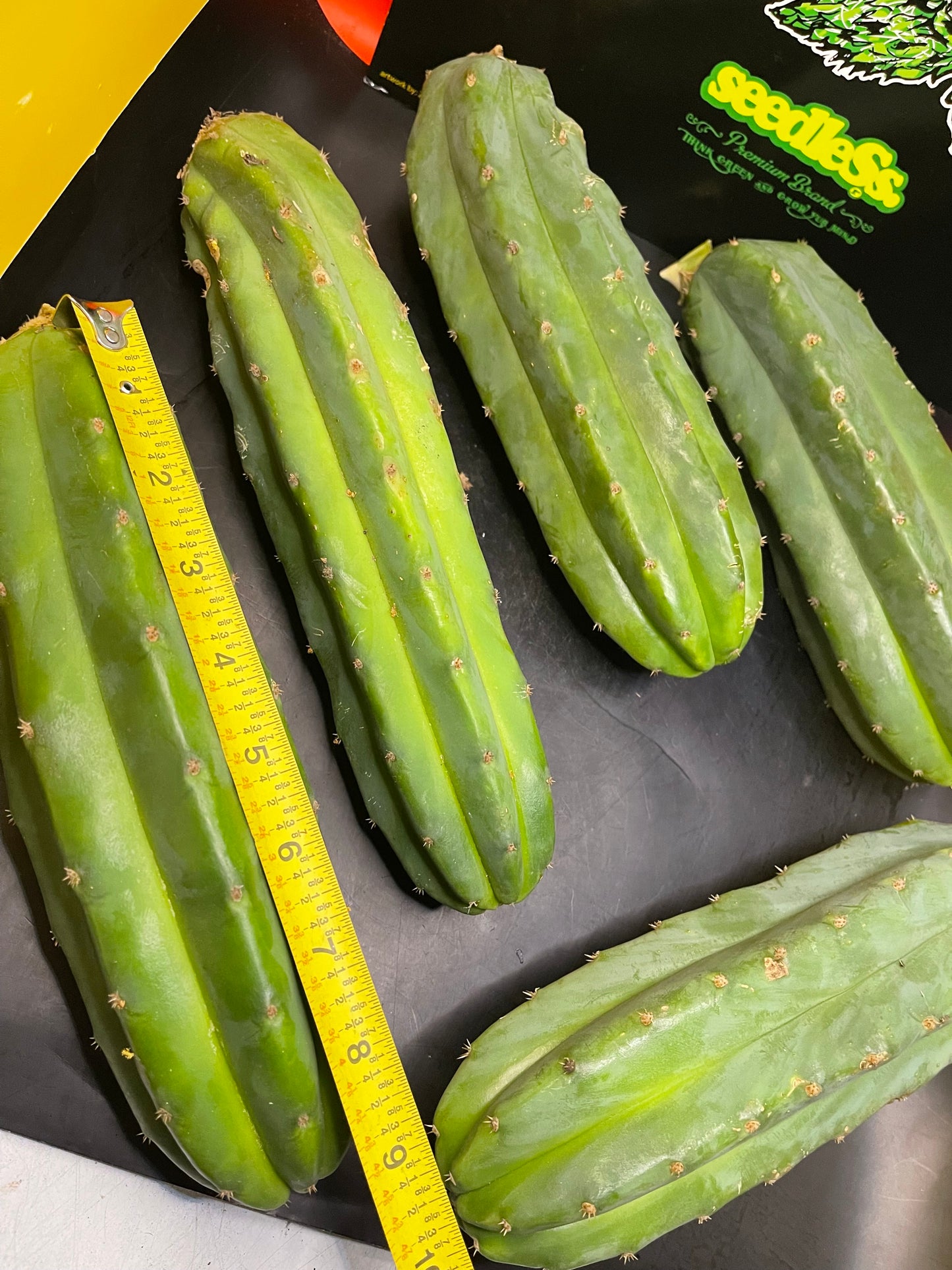 5 San Pedro cactus cuttings!