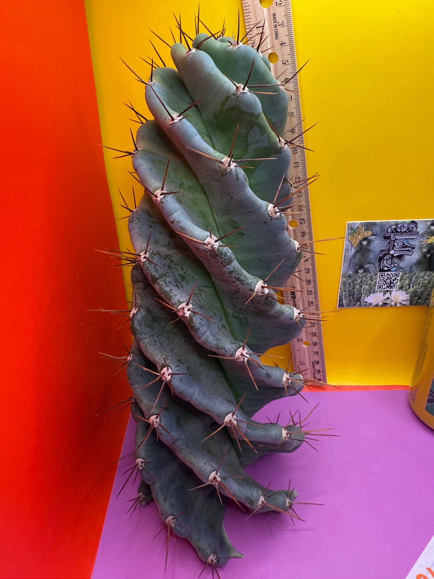 SPIRAL 🌀 CACTUS 🌵!!!