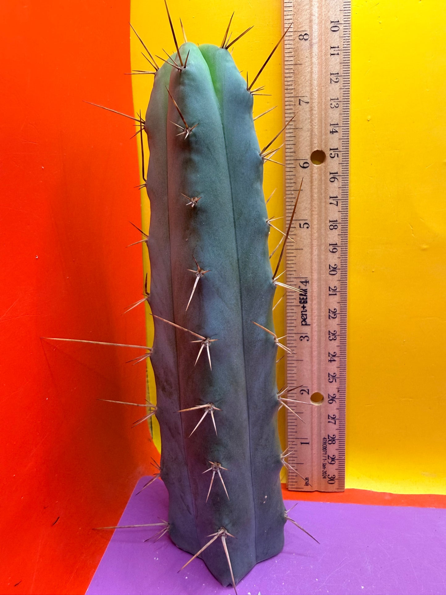 “MINI ME” trichocereus bridgesii