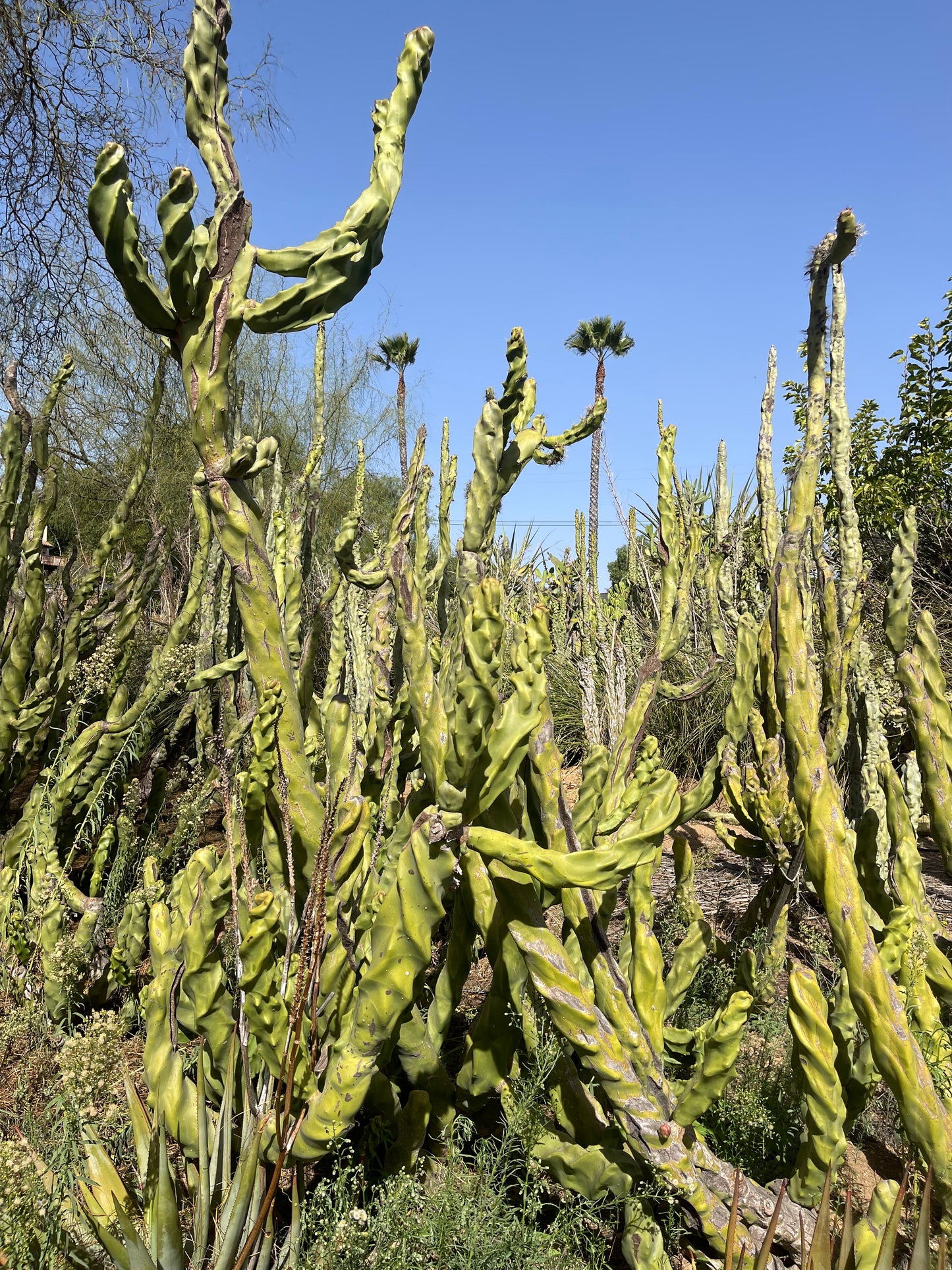 Totem pole cactus - spiral form