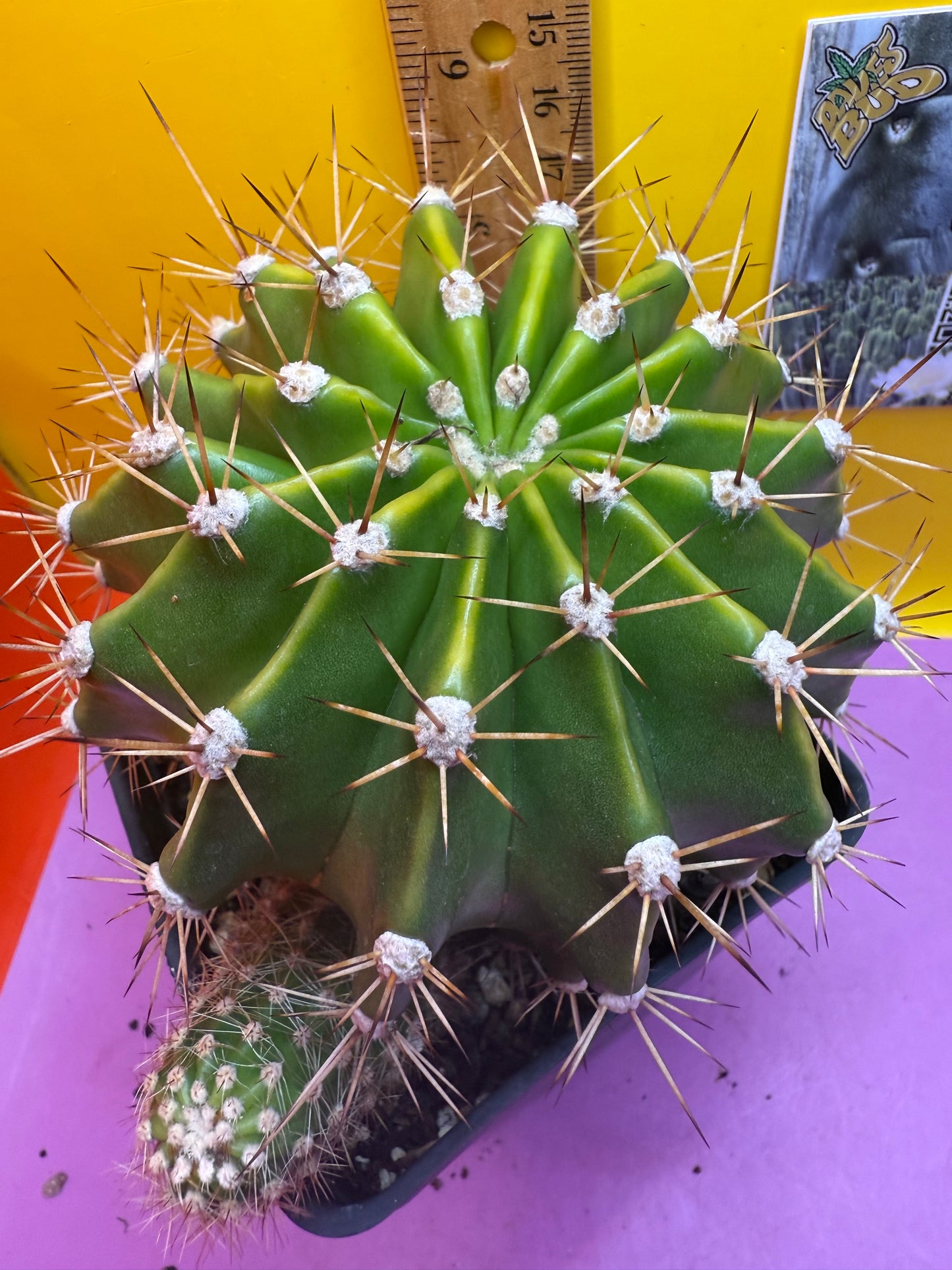 Flowering echinopsis cactus !