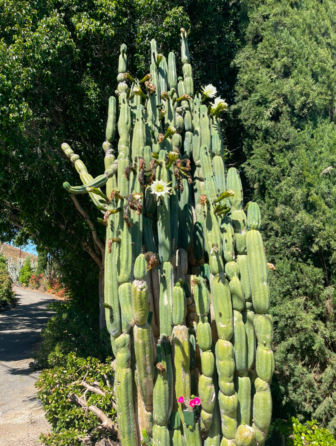 Cahuilla Seeds