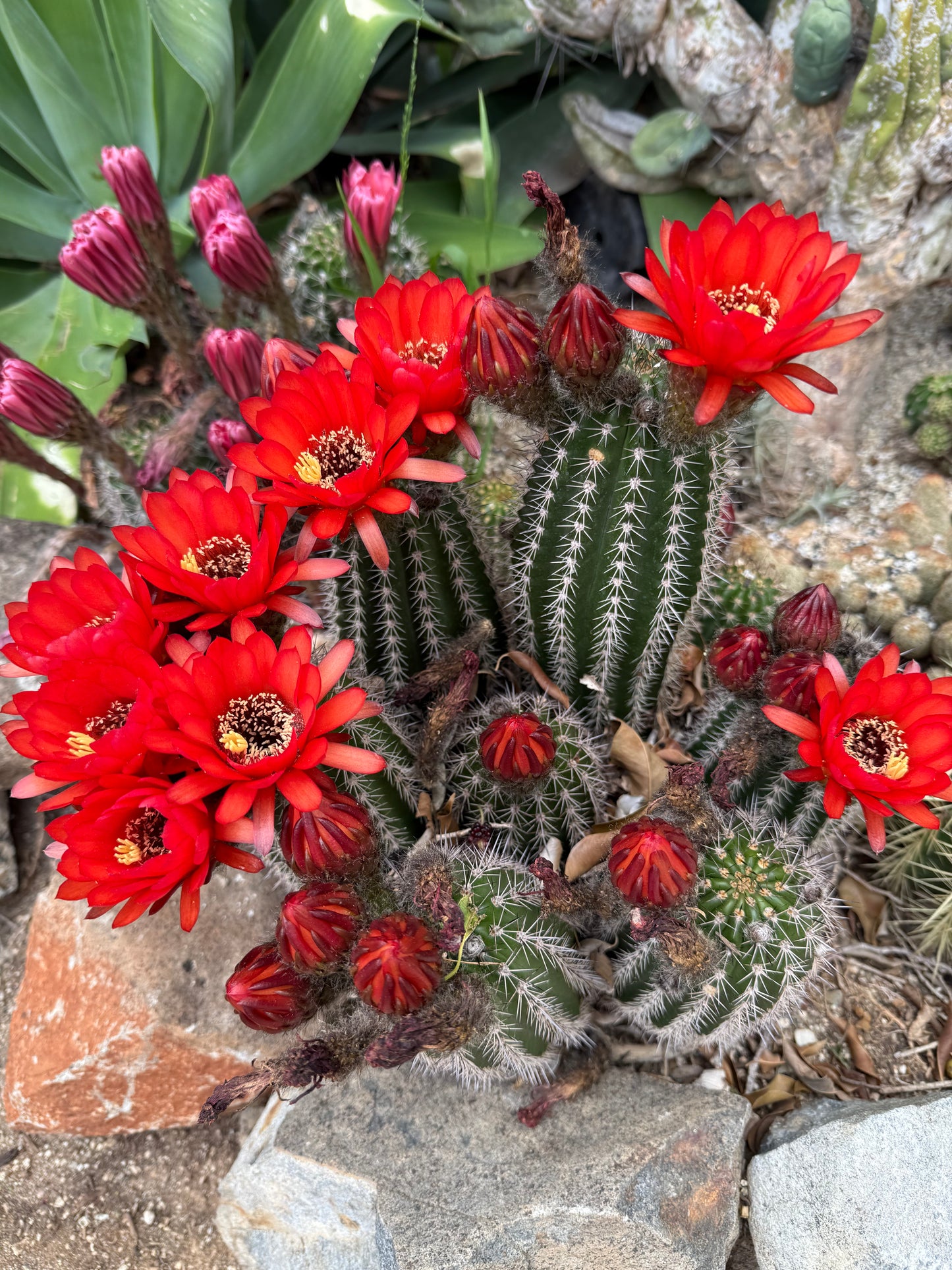 Red Lobivia purpureominiata seeds .